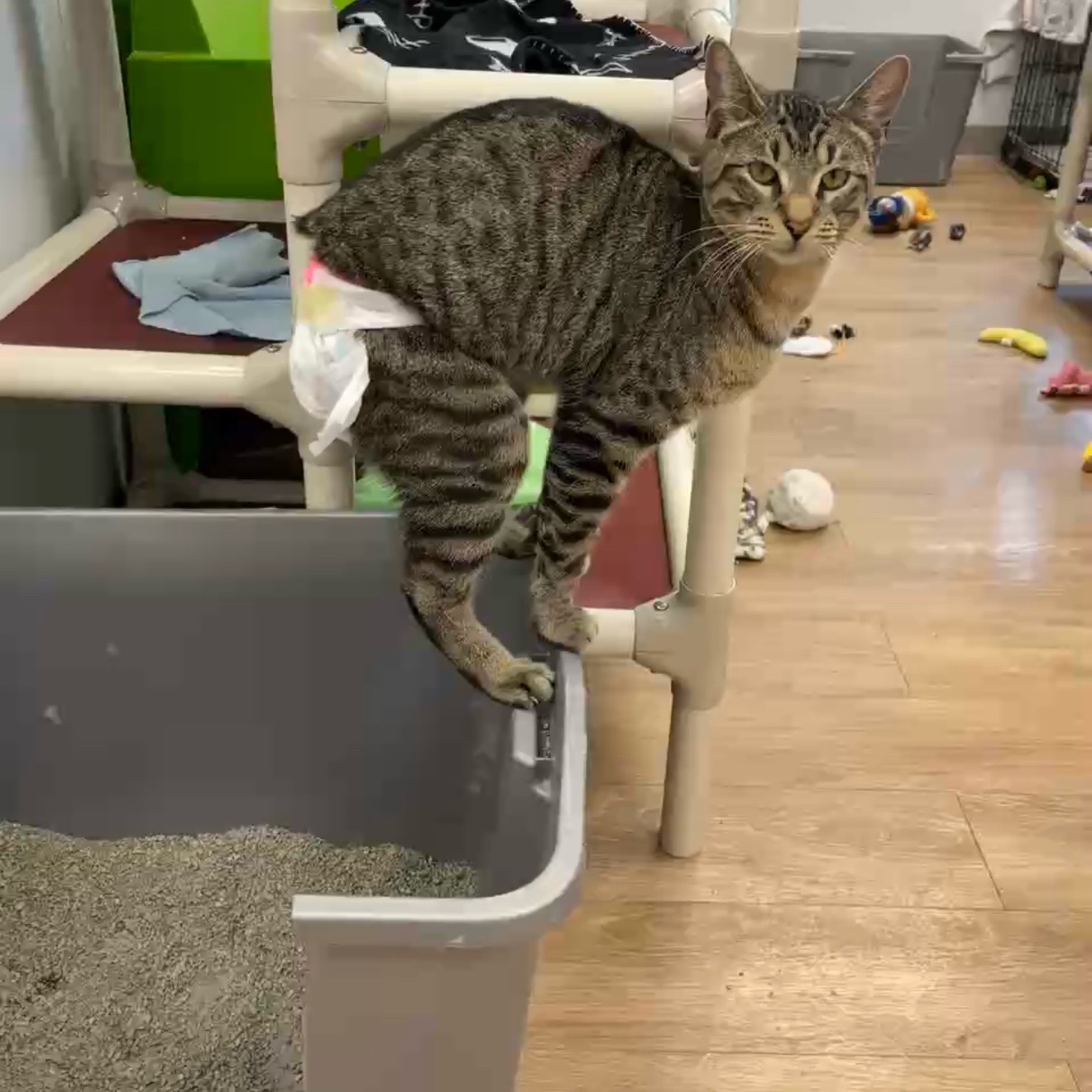 @The Cattery