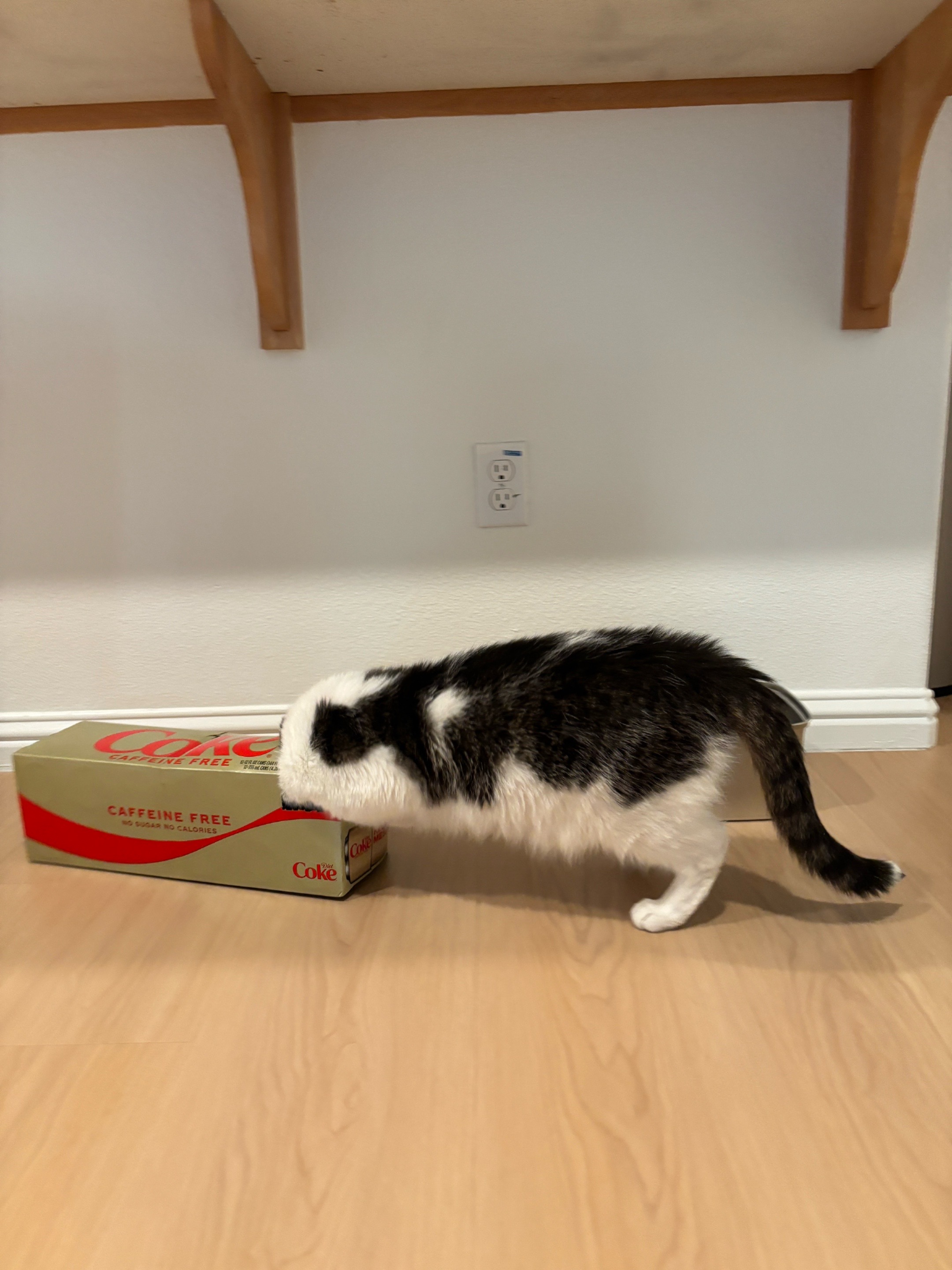 @Mimi Wawa Meow