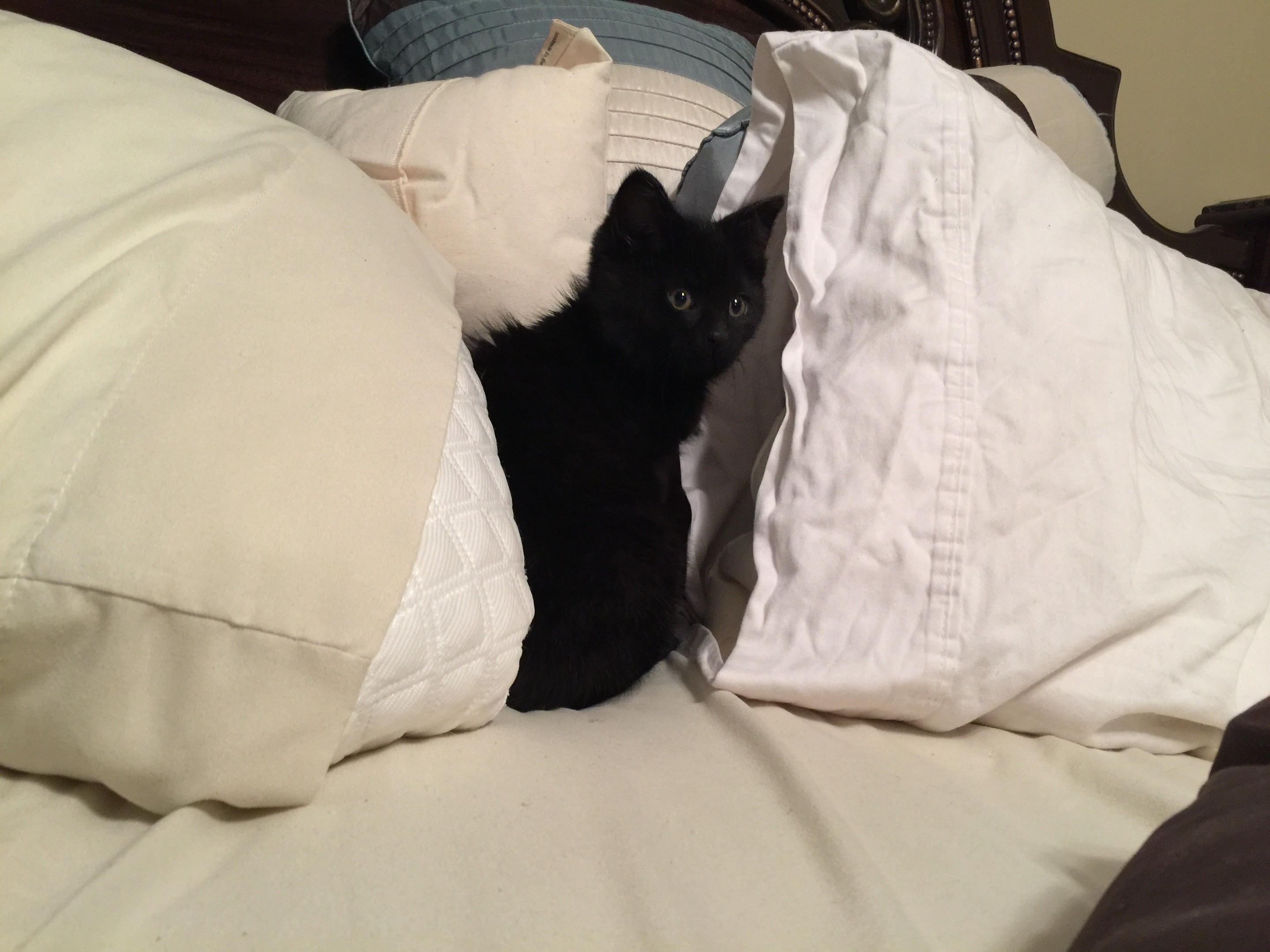@Kovu&rsquo;s Kitties