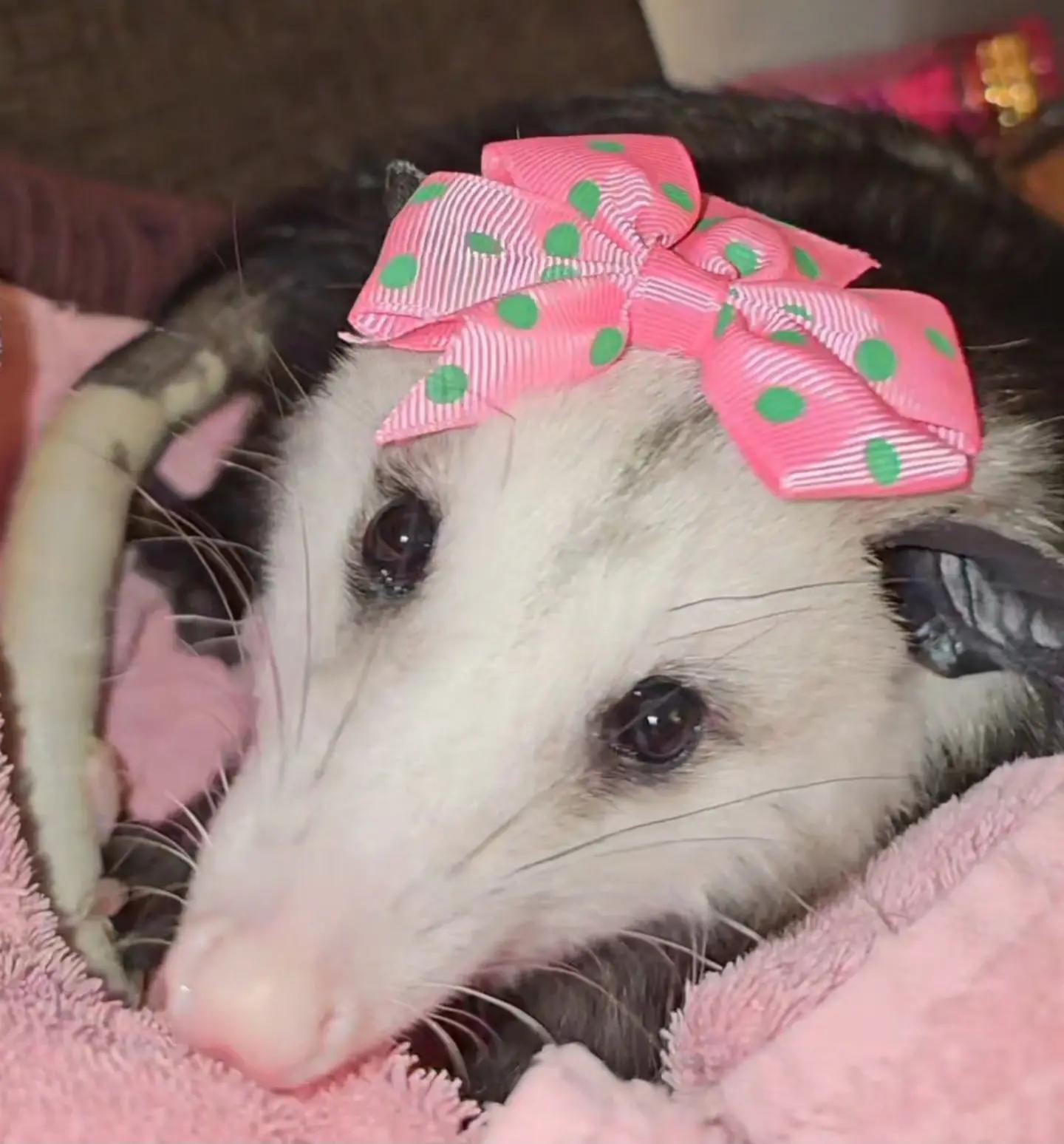 @OPOSSUM/DOG MOMMA Dea