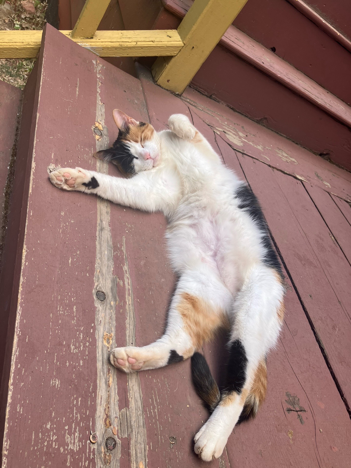@sweetiethecalicocat