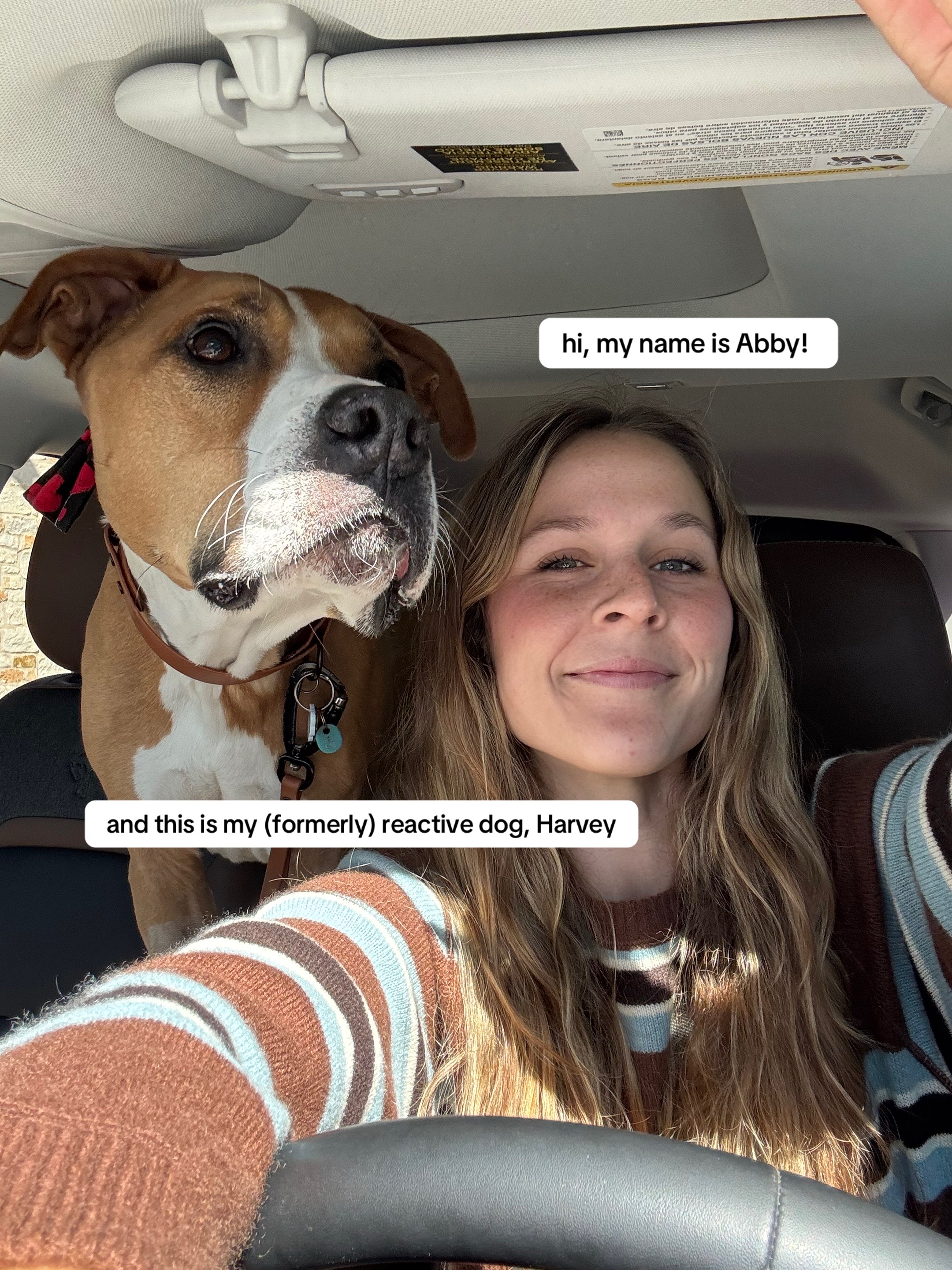 @Abby KPA-CTP | Dog Trainer