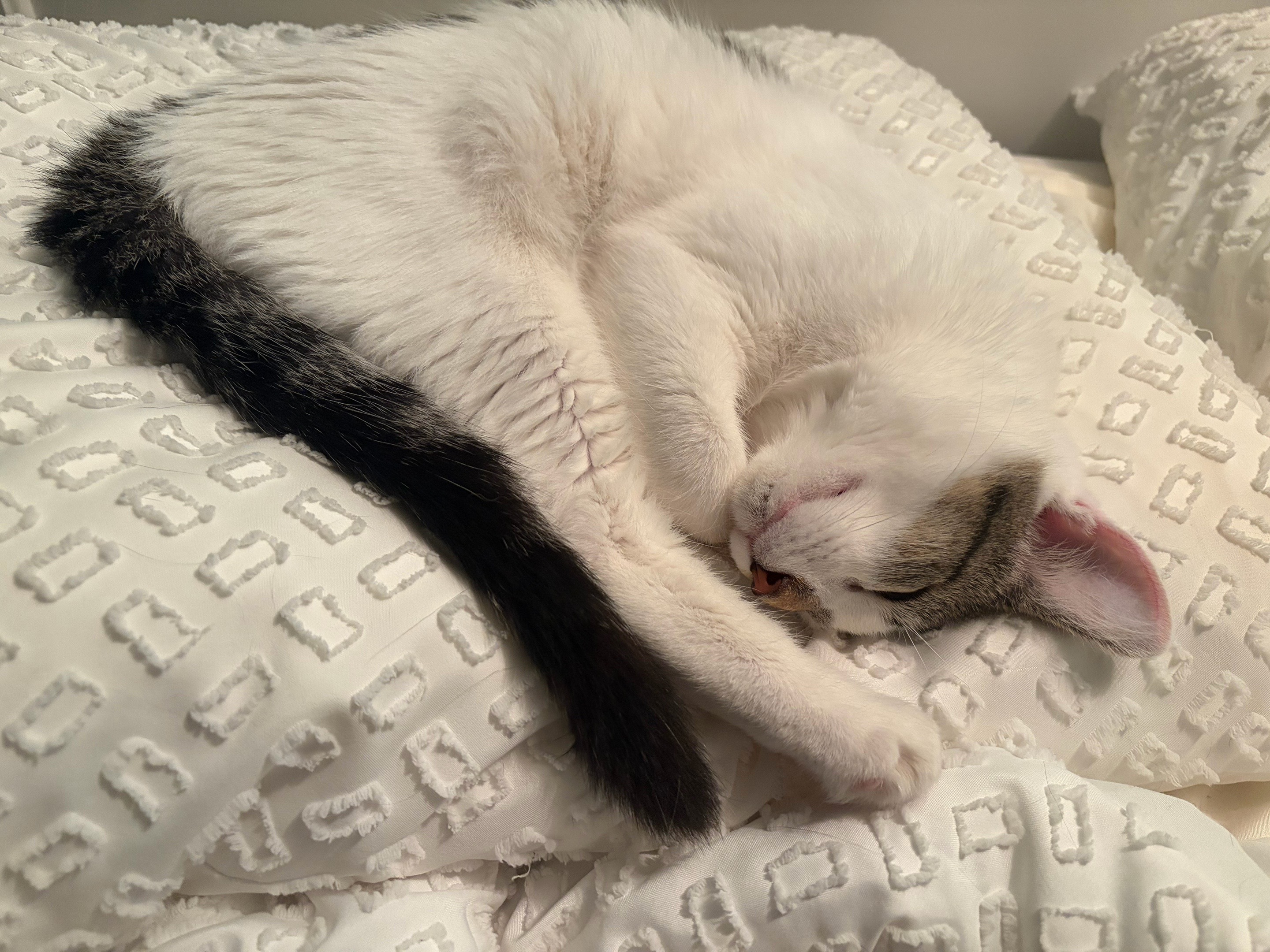 @Kovu&rsquo;s Kitties