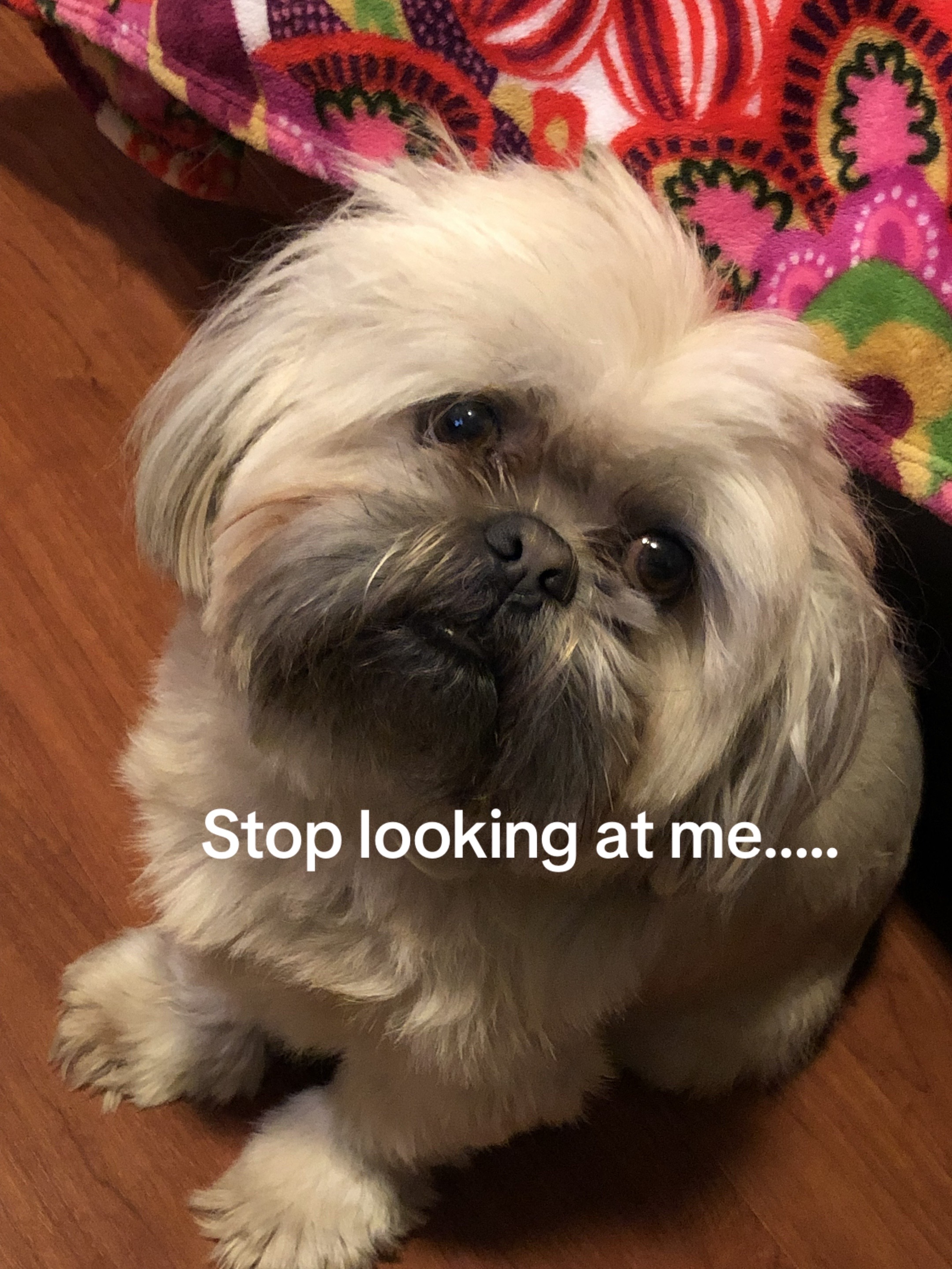 @Dudley&Ollie🐾