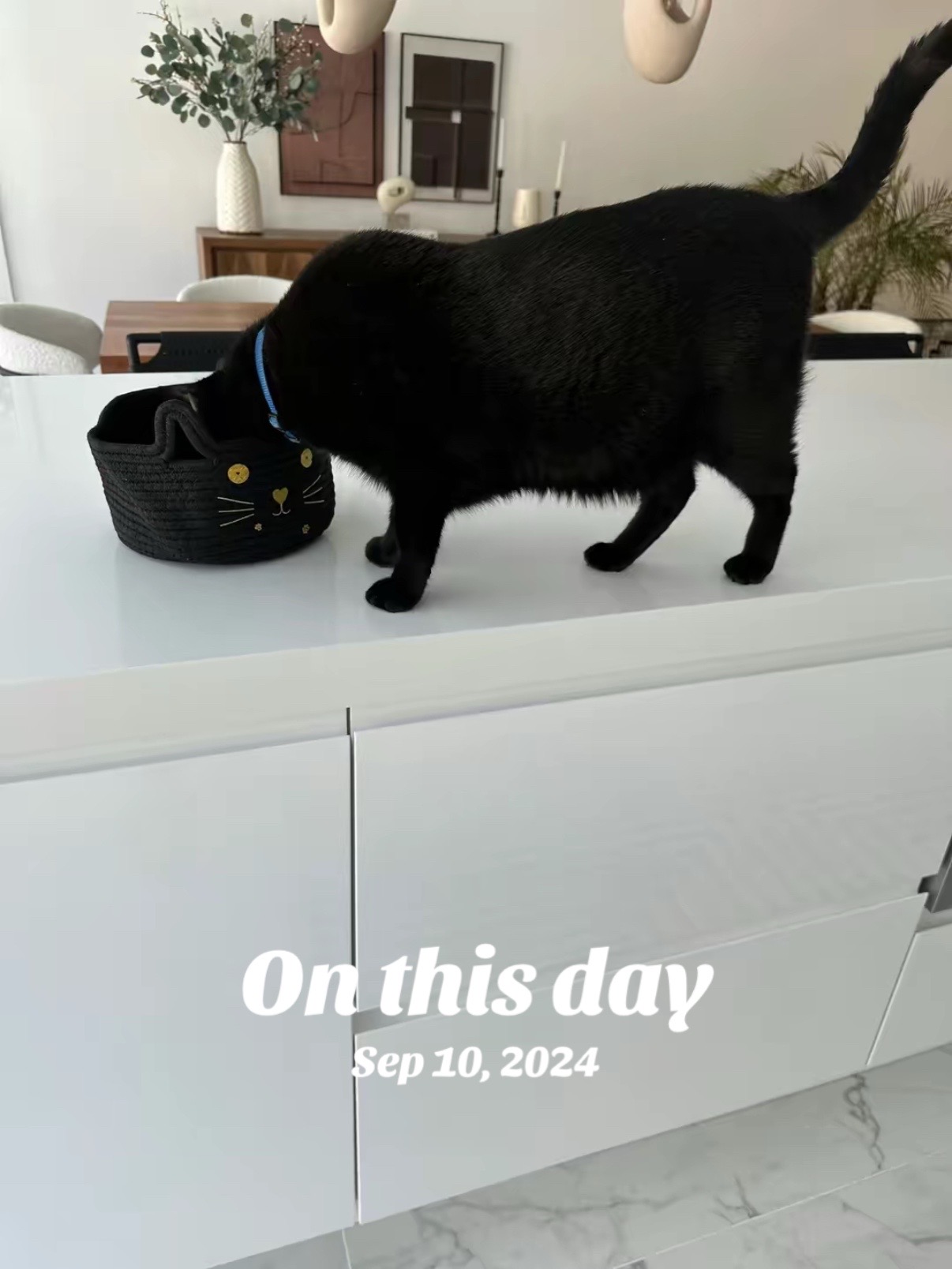 @Oscar Jeremy the cat!