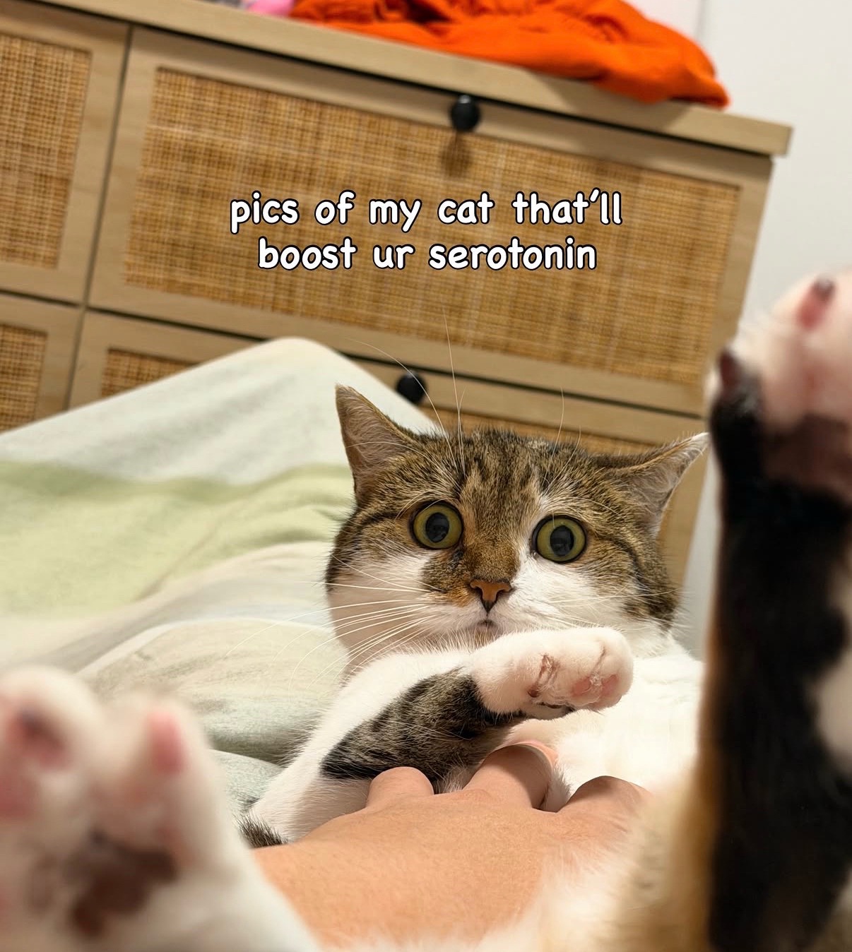 @Suki Purrs