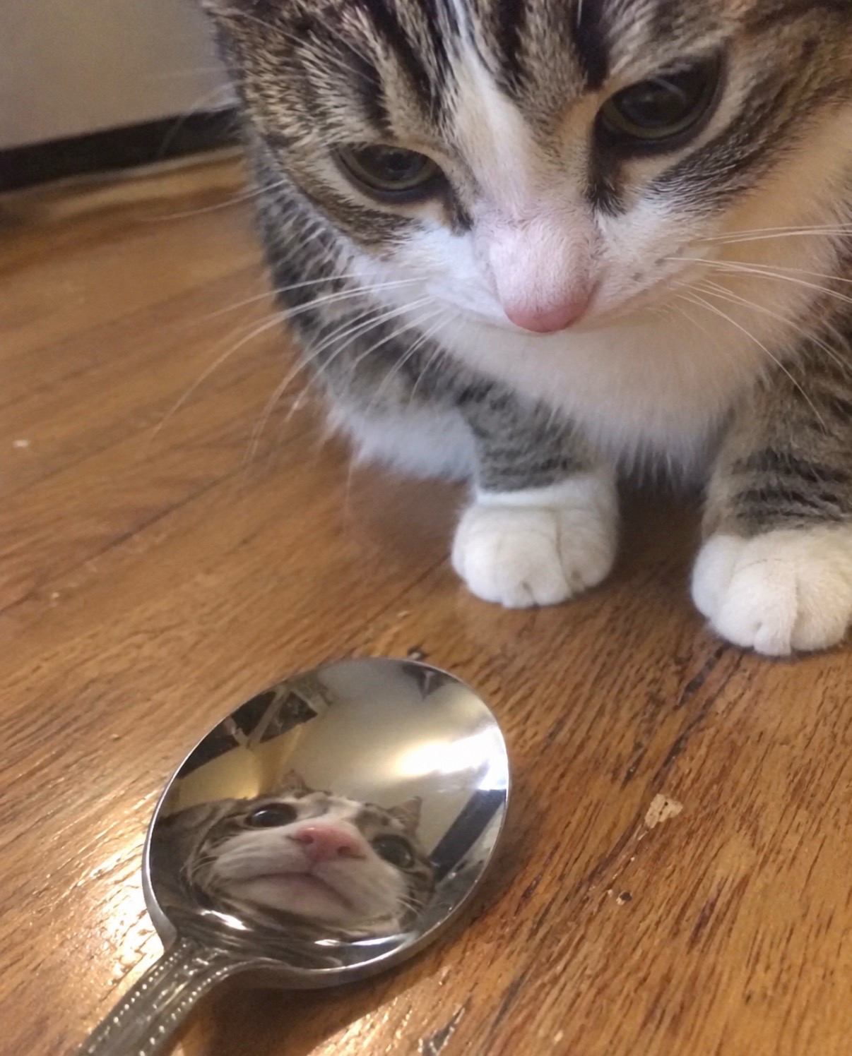 @cat memes
