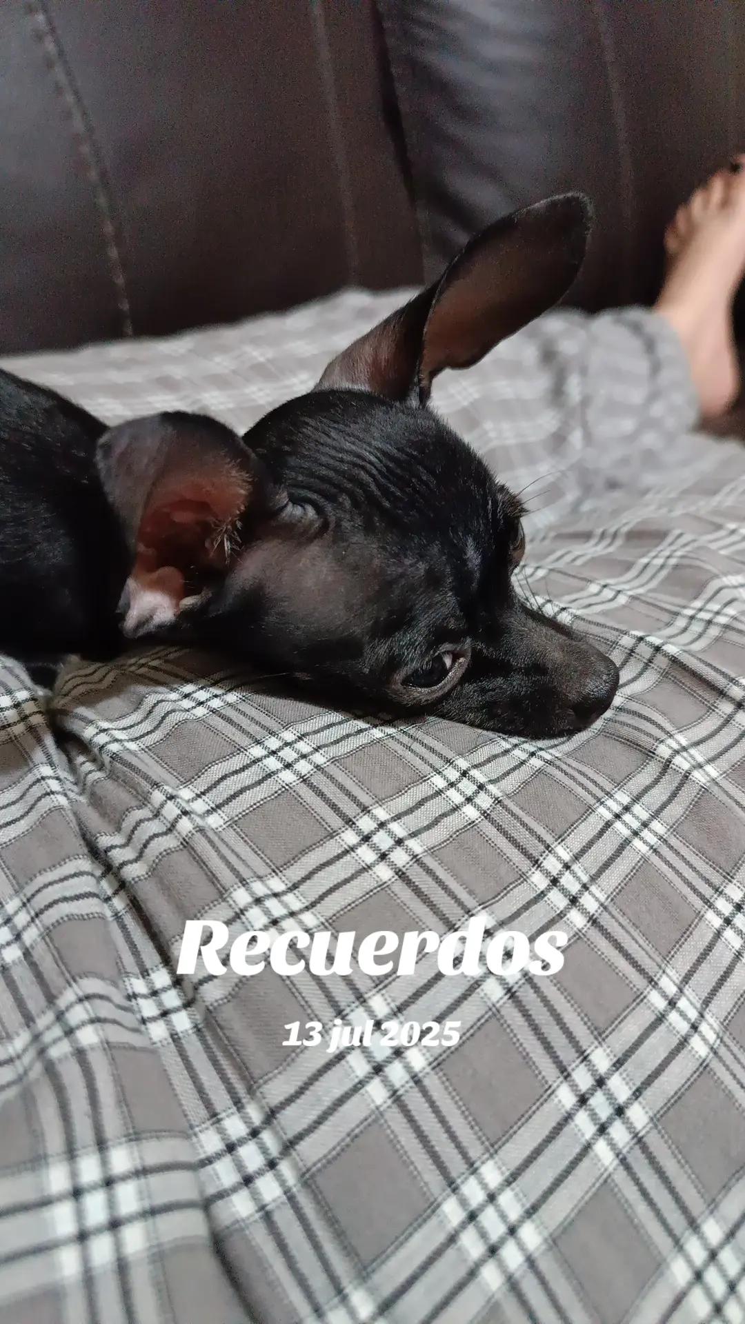 @La Mula Escobedo
