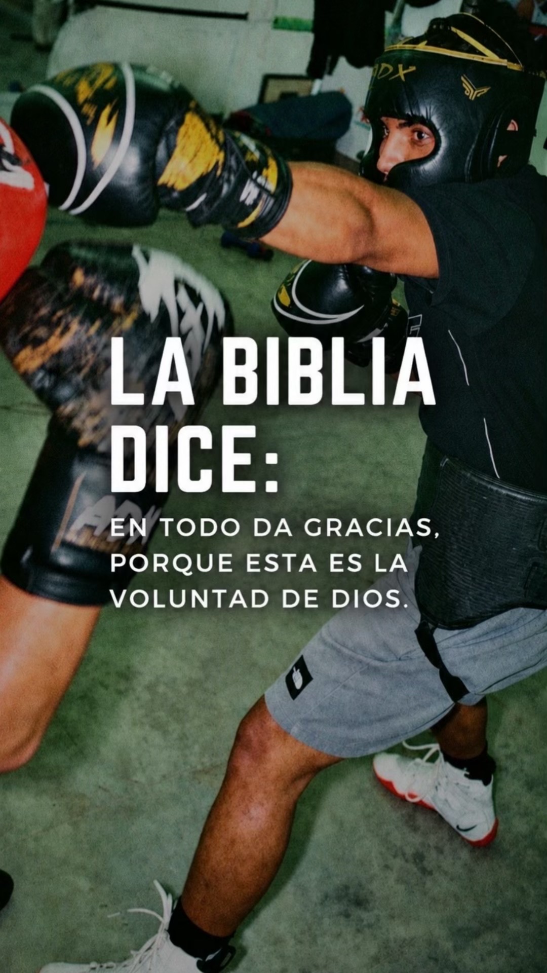 @PANTERA 🥊
