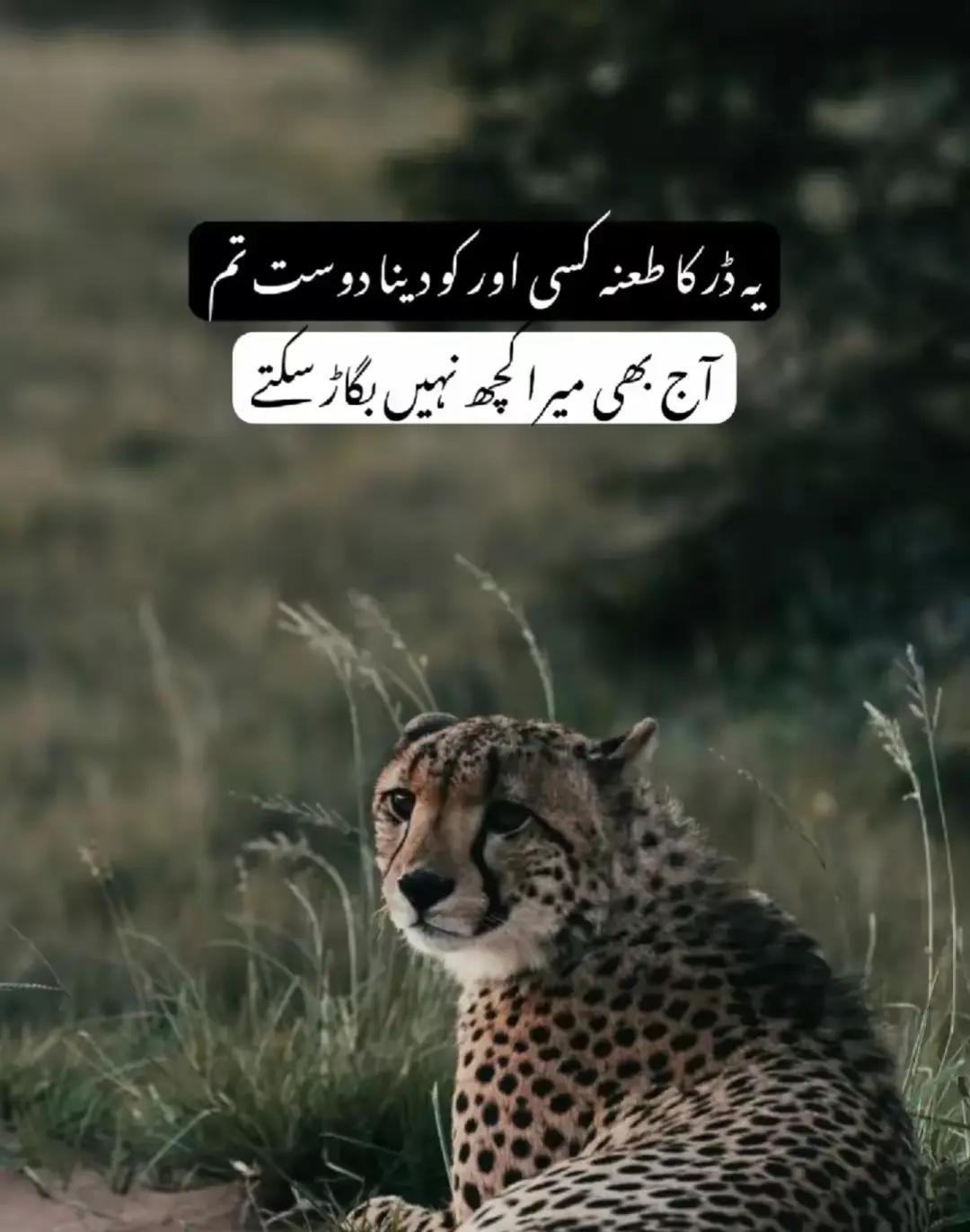 @سیکندر راجپوت👑🦅