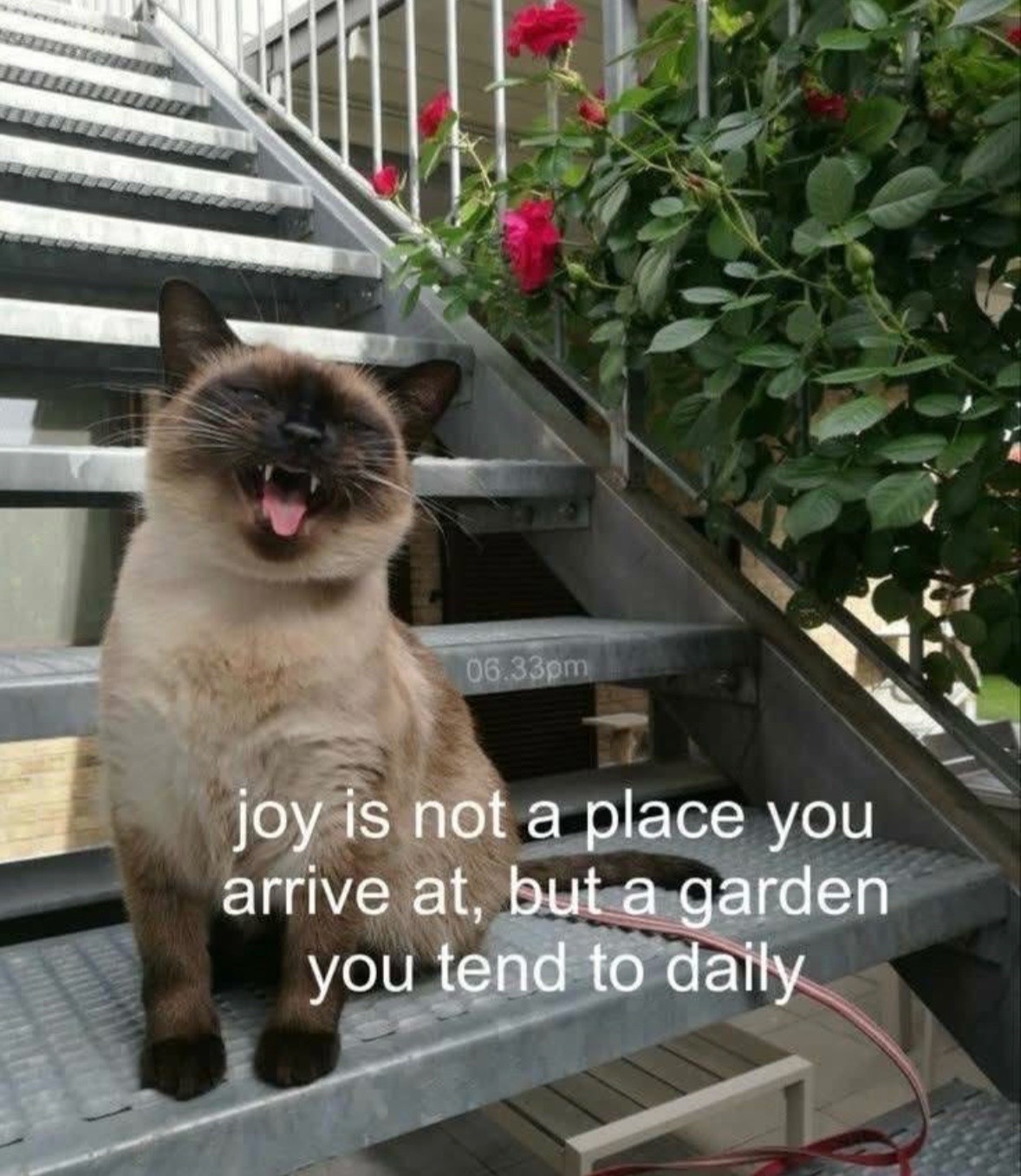 @Bratcats