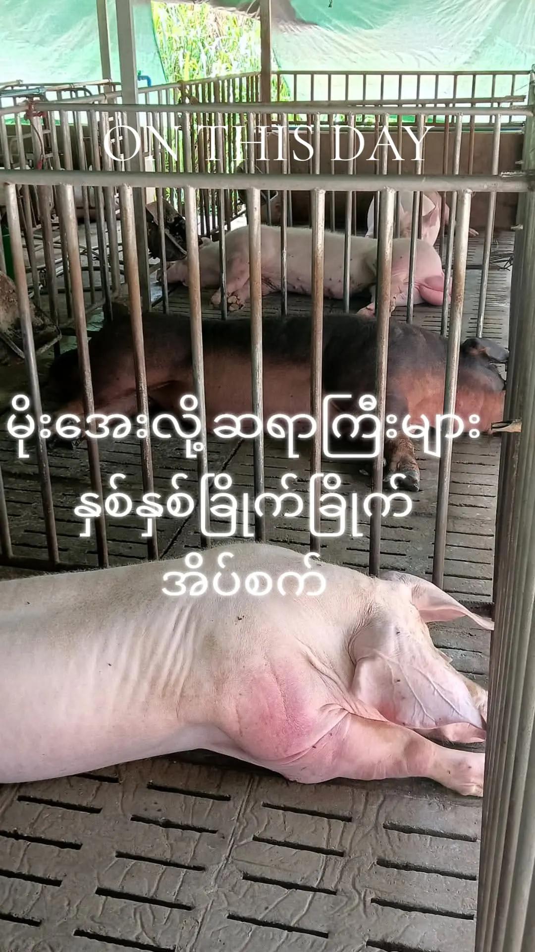 @"ရွှေဖြူးသား"၀က်မွေးမြူရေးခြံ