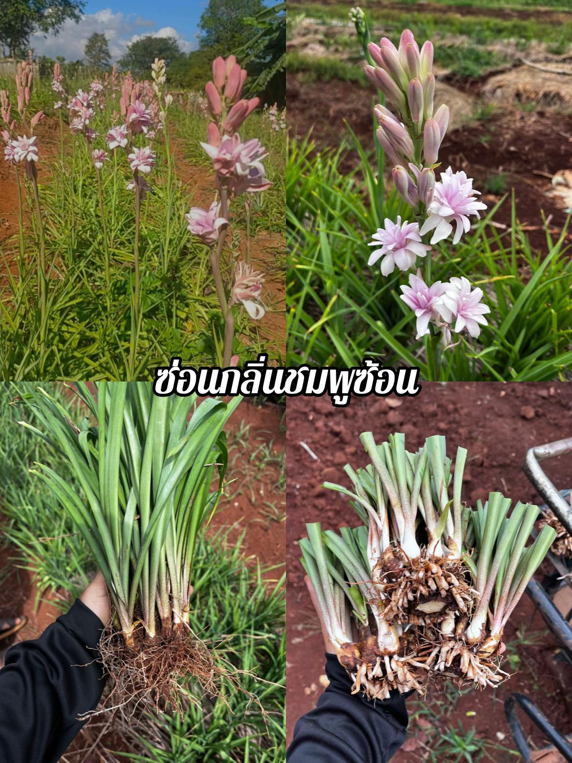 @สวนดอกน้าแอ๊ด