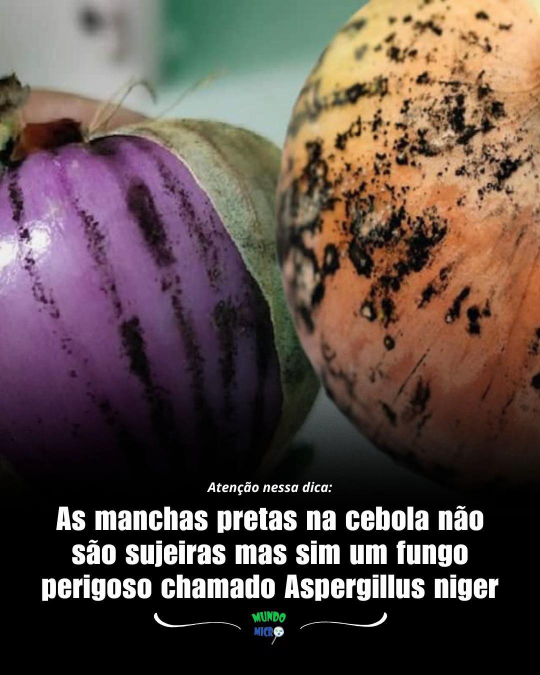 @mundomicrobr