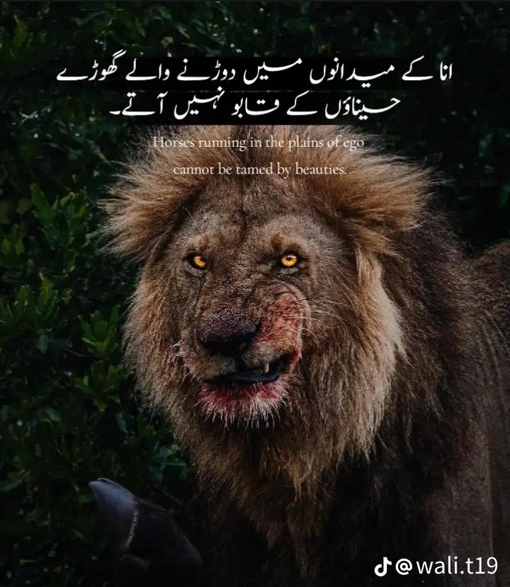 @ارائیں پاک ❤