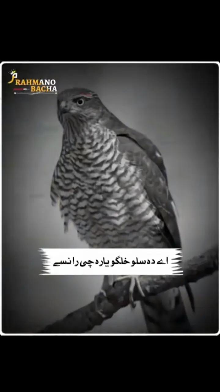 @٭TiGaR•—• 302٭
