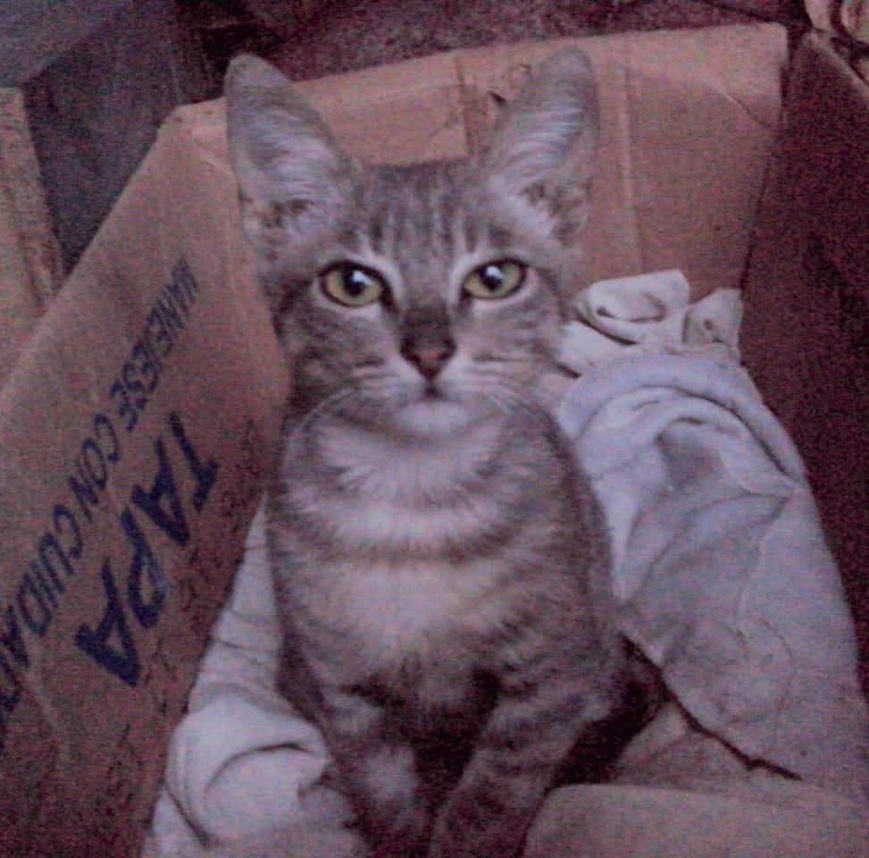 @samy 🐈