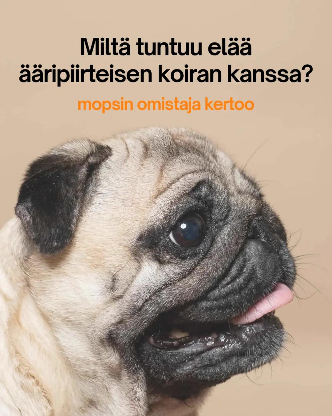 @Kaisa | koirien puolella đ¶