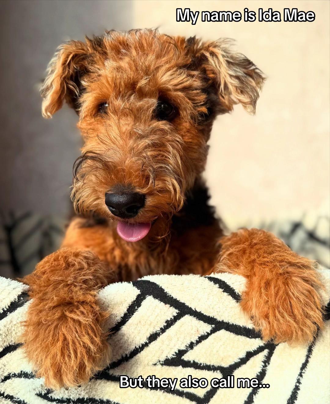 @Thefoxandtheairedale