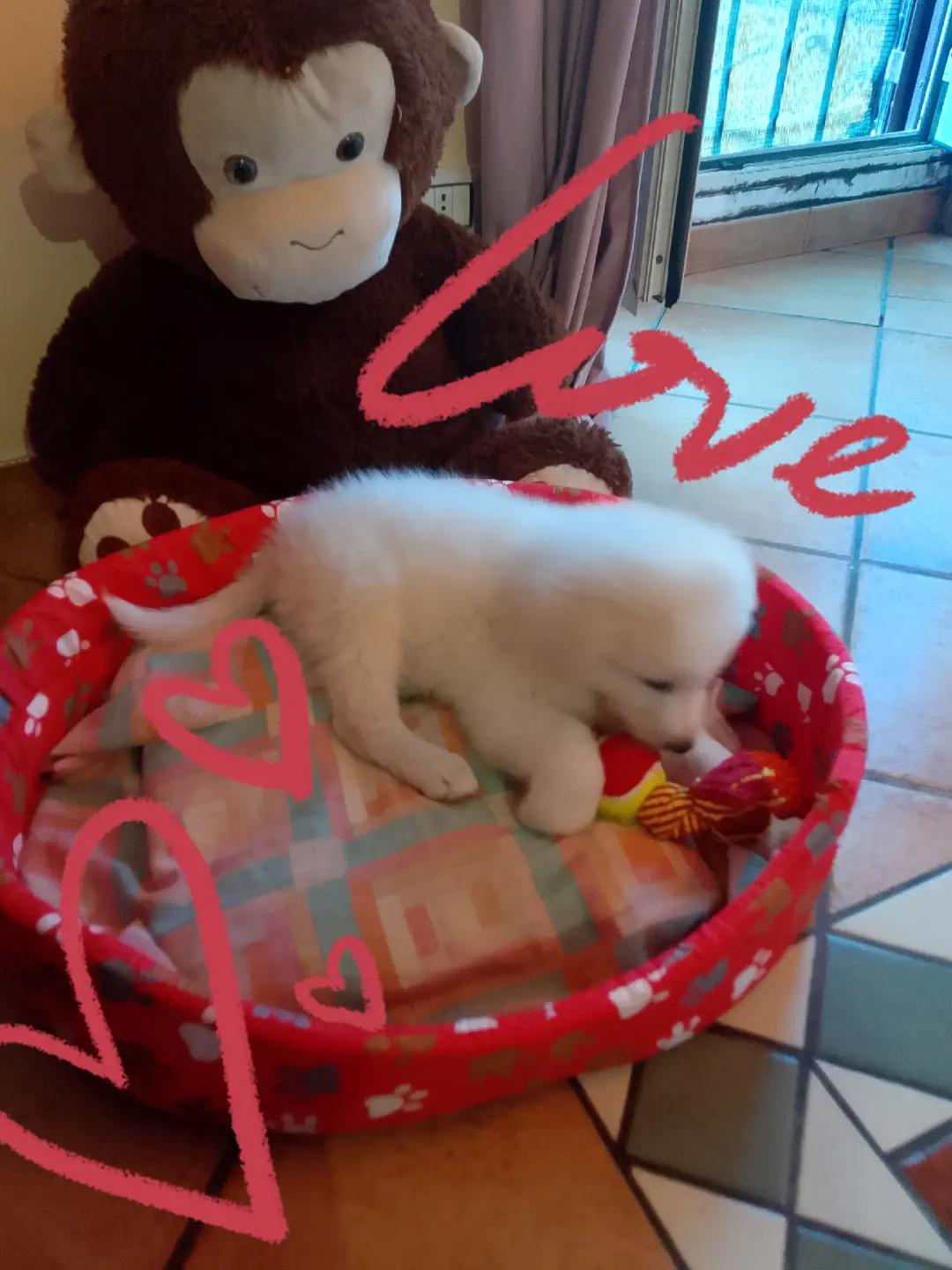 @lele