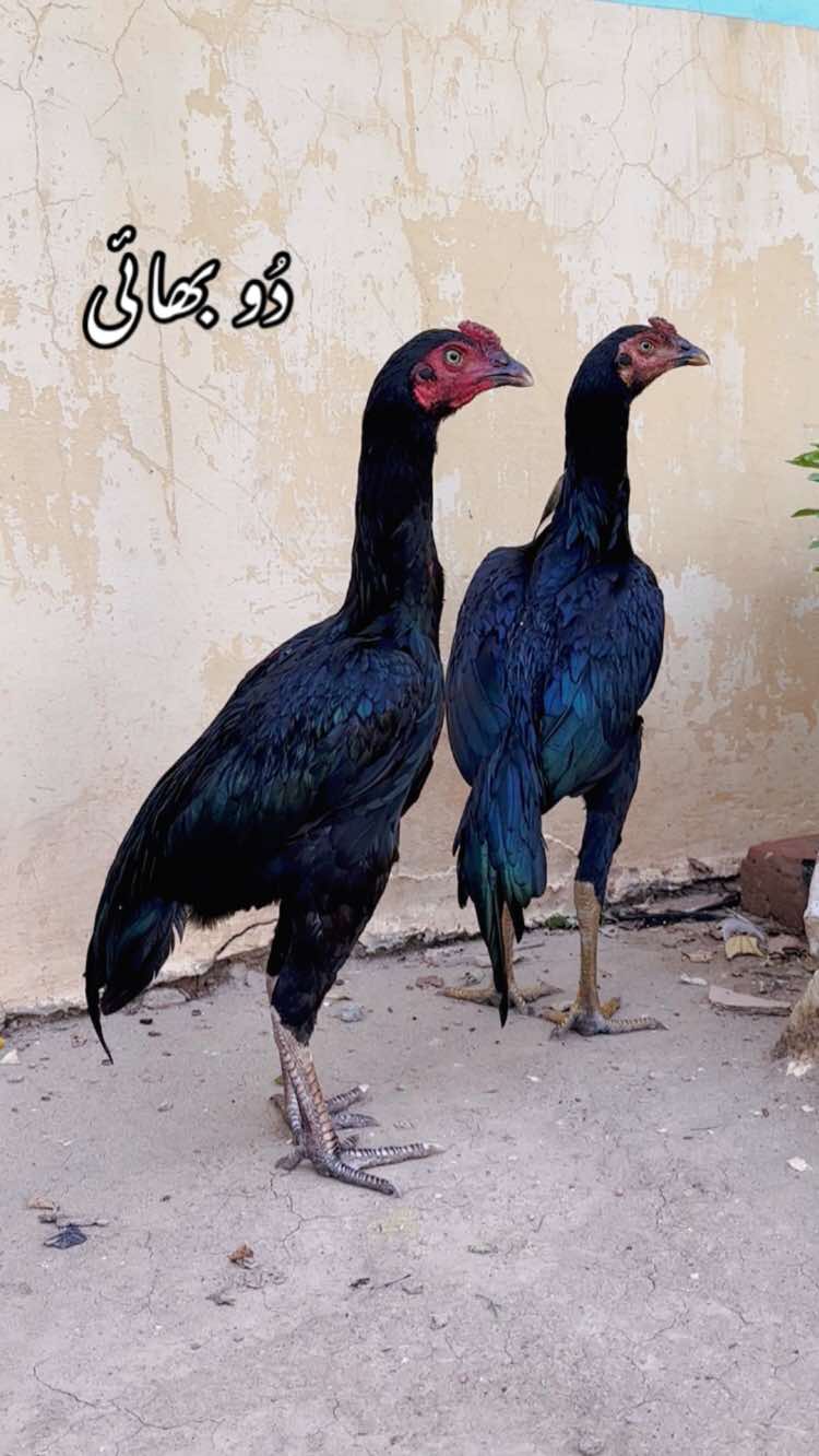@Poultry Markaz