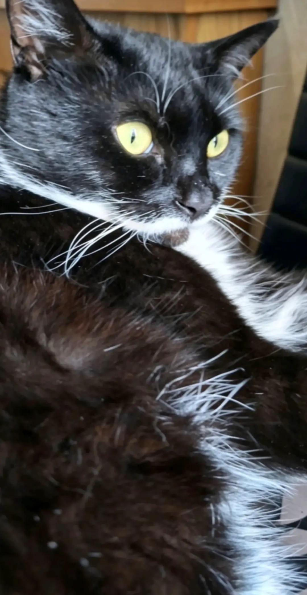 @Truffle the Tuxedo