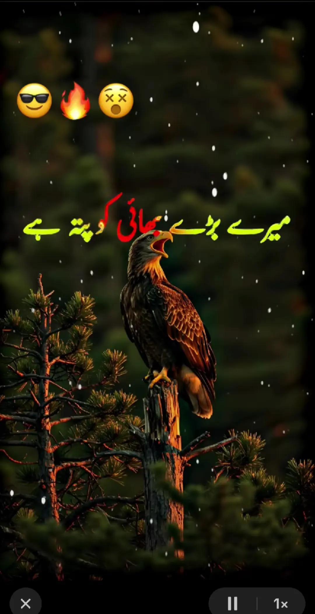 @KASHIF JUTT NAGHYAL🇵🇰🇪🇦