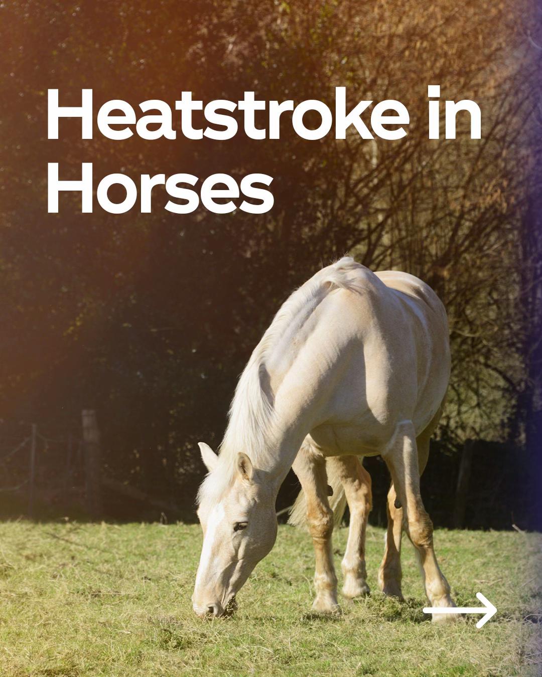 @Protexin Equine