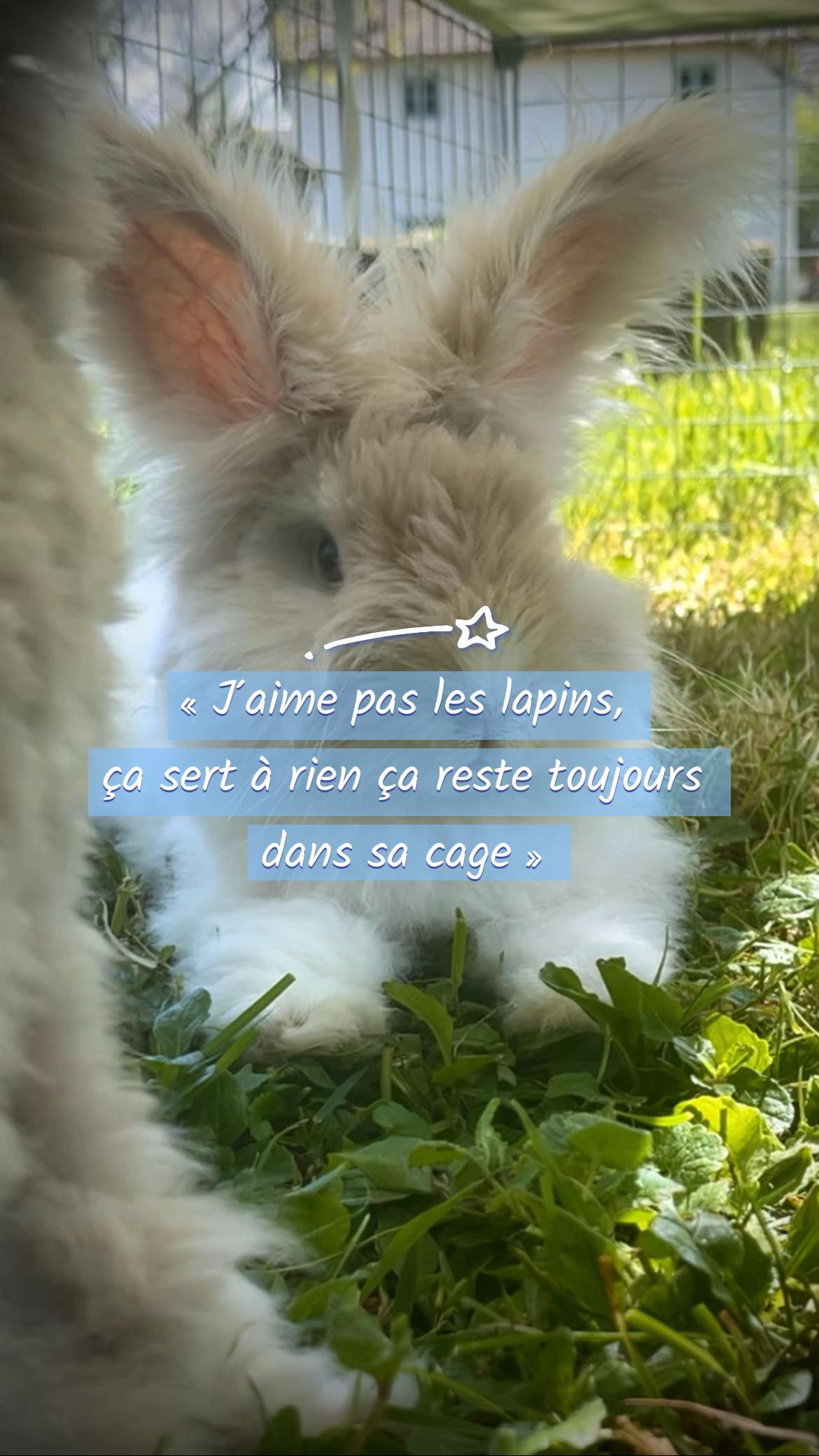 @Mes lapinouchs 🐰