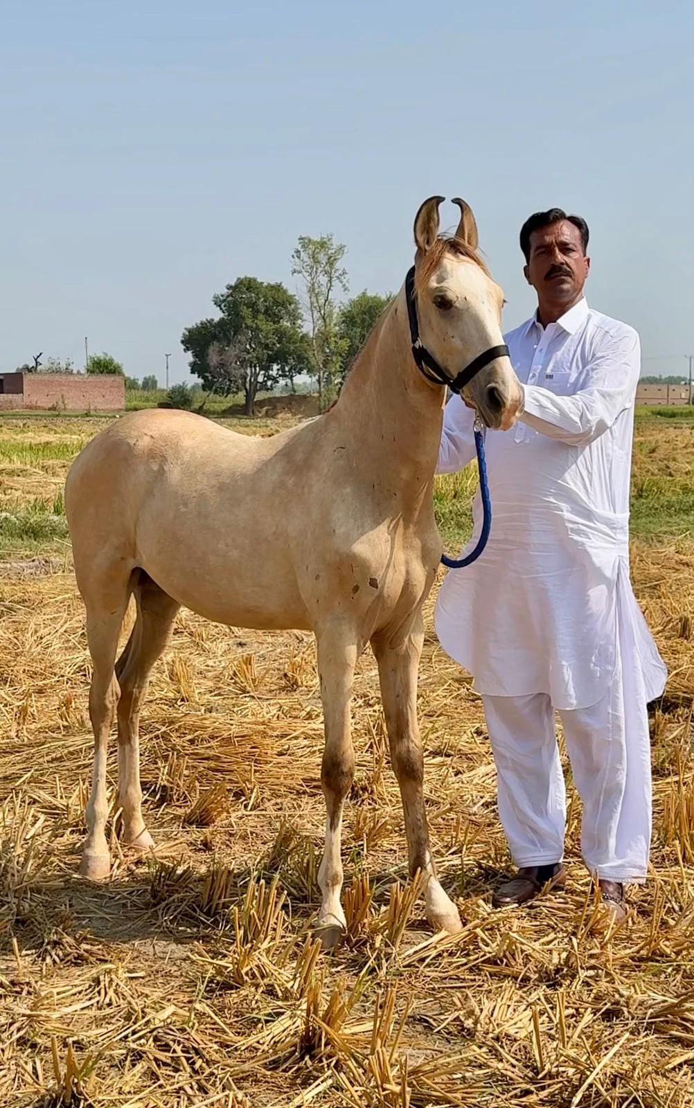 @Hayat Raza