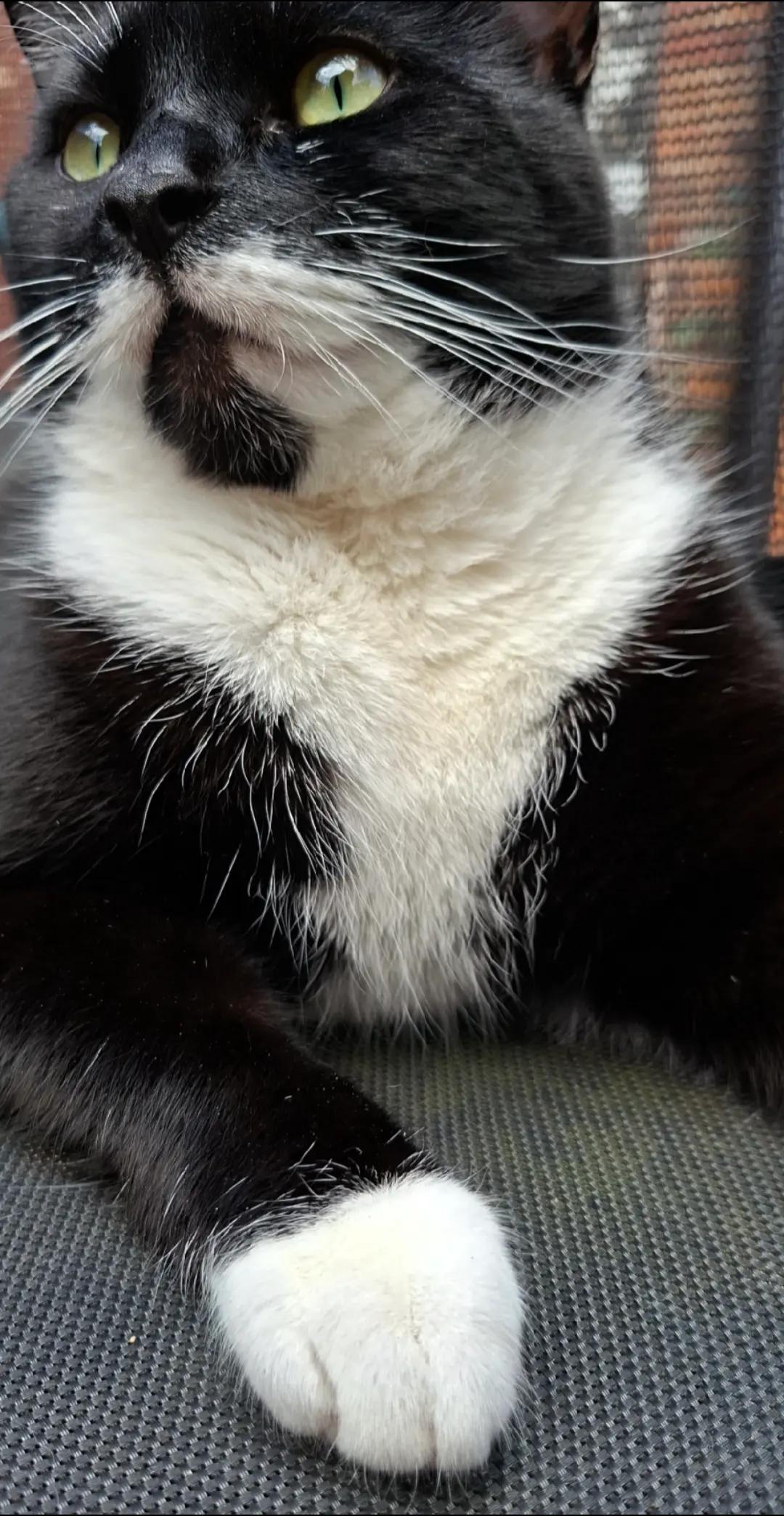 @Truffle the Tuxedo