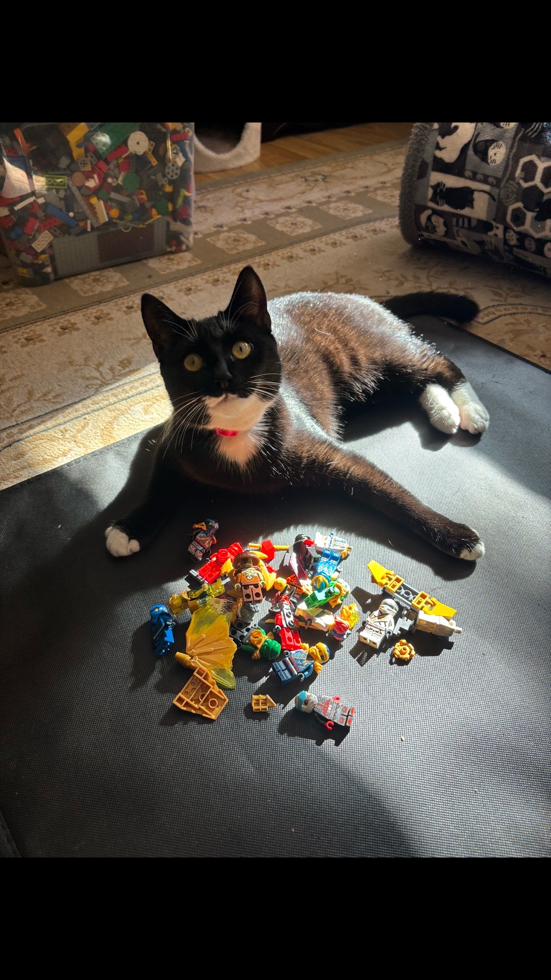 @frankiethetuxedocat_