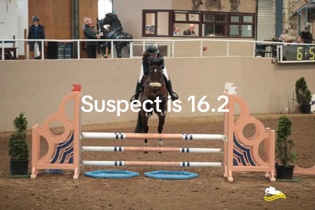 @🤍🐎Eloise🐎🤍