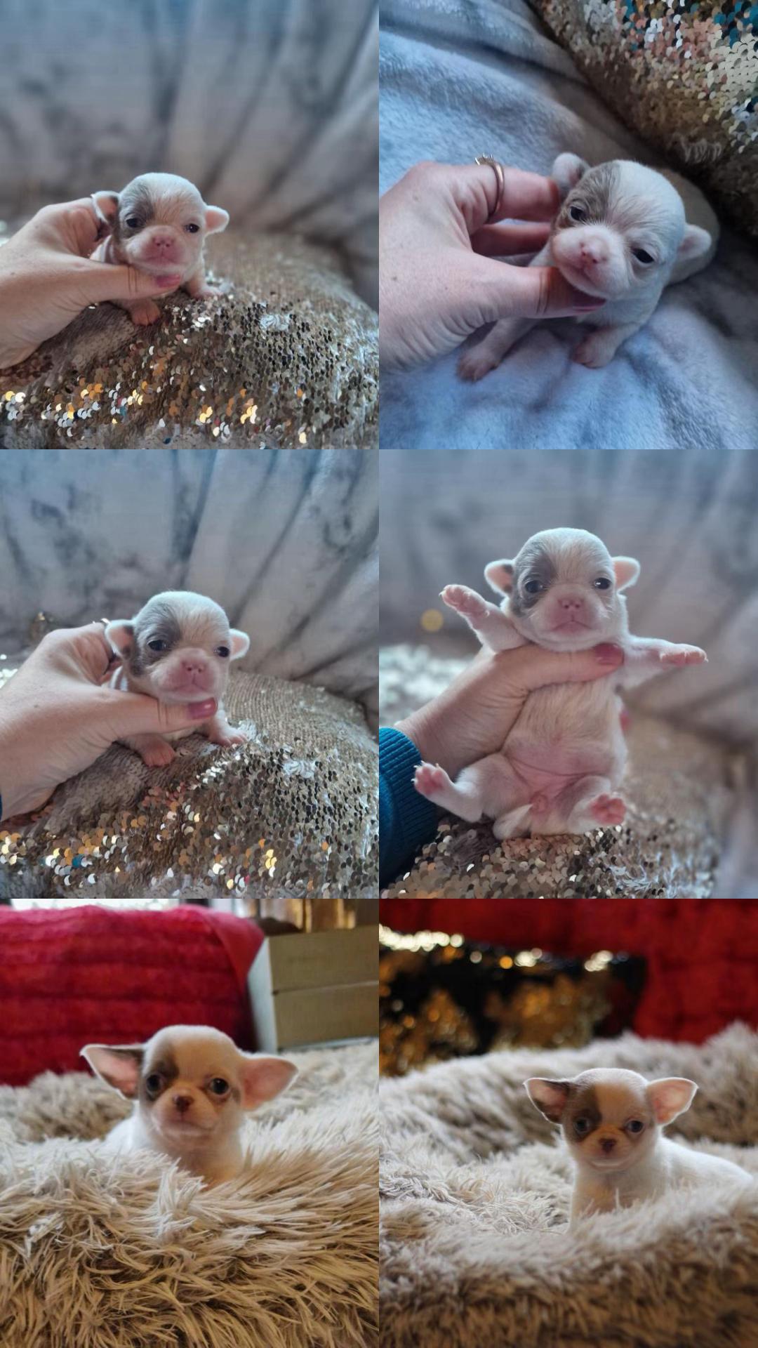 @My little Chi Chi