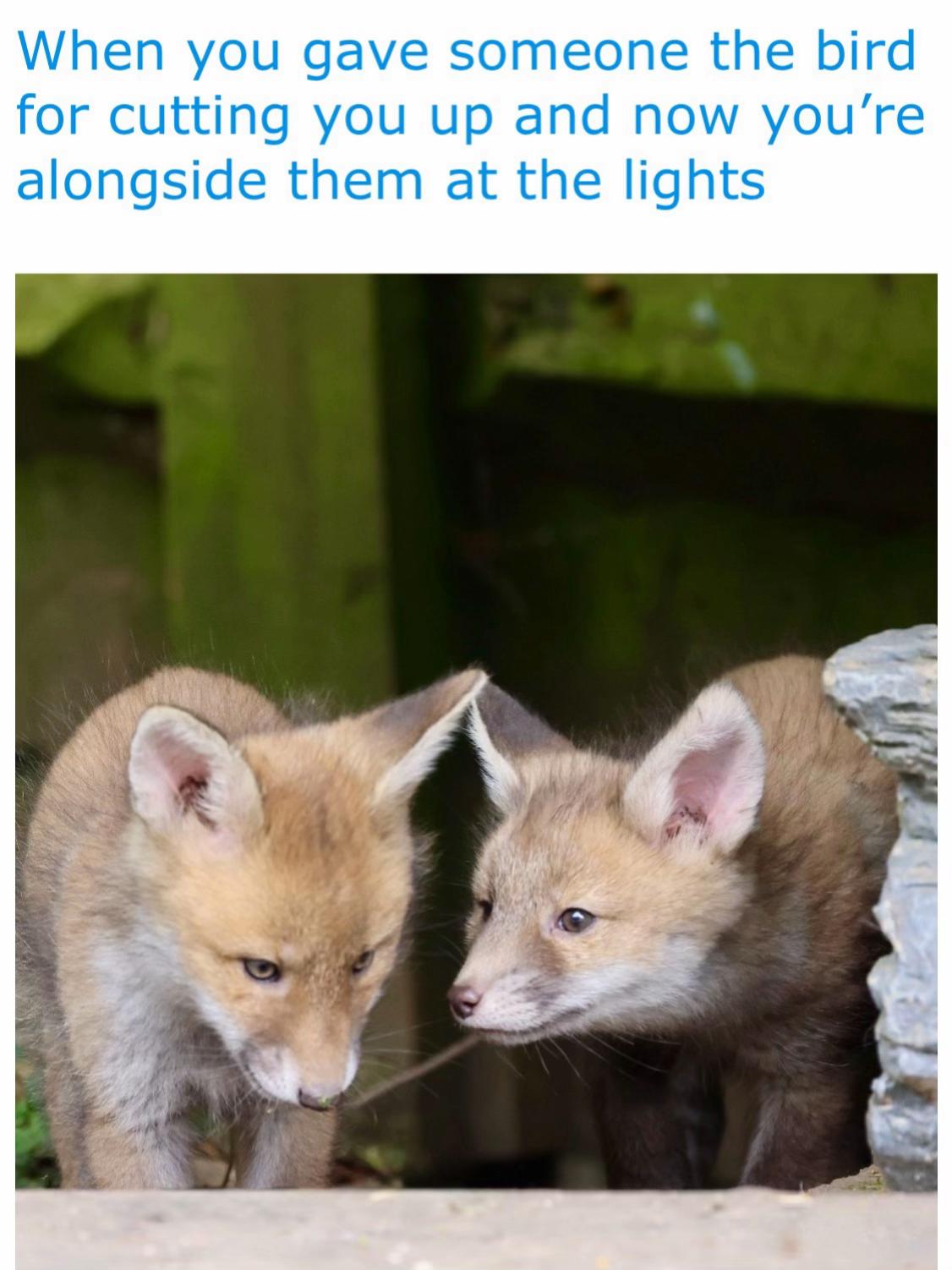 @gp_wildlife