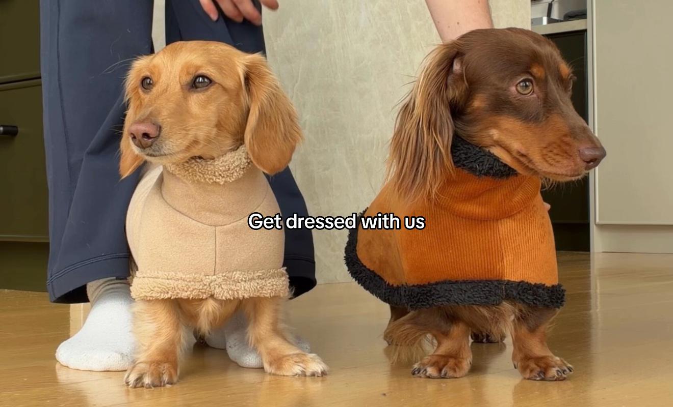 @cashewdachshund