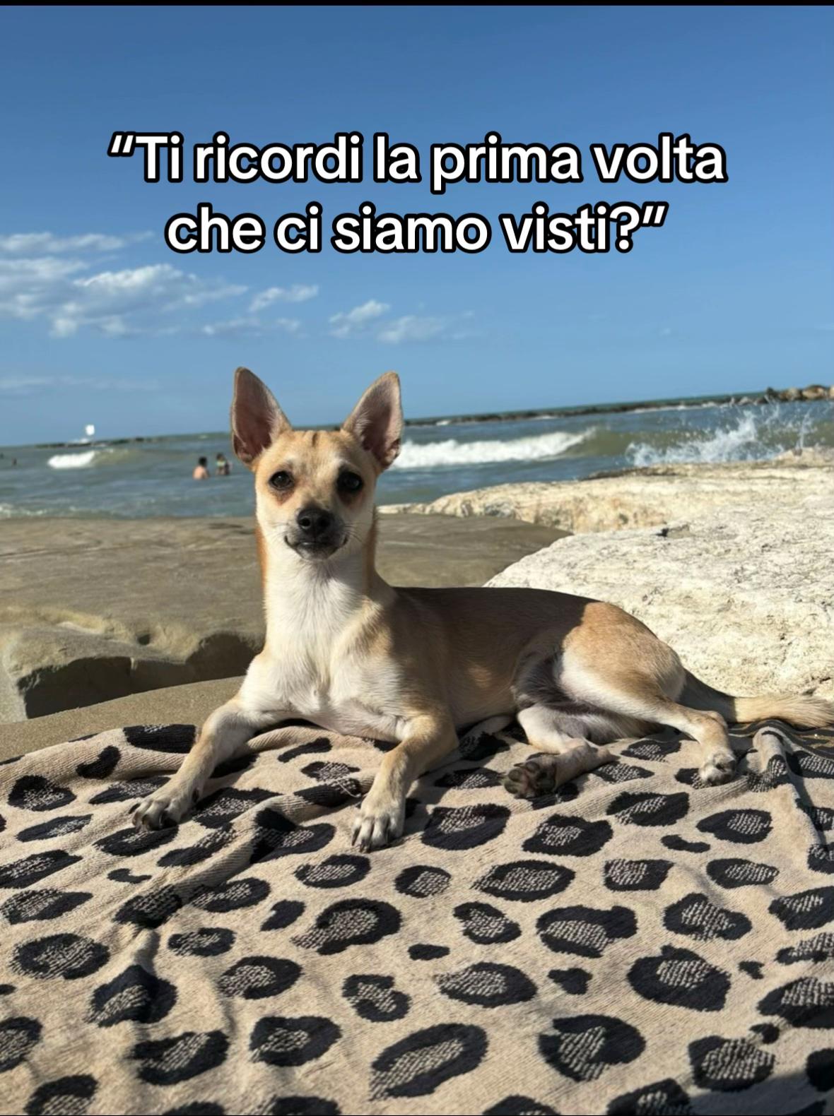 @Piccolo Theo👑