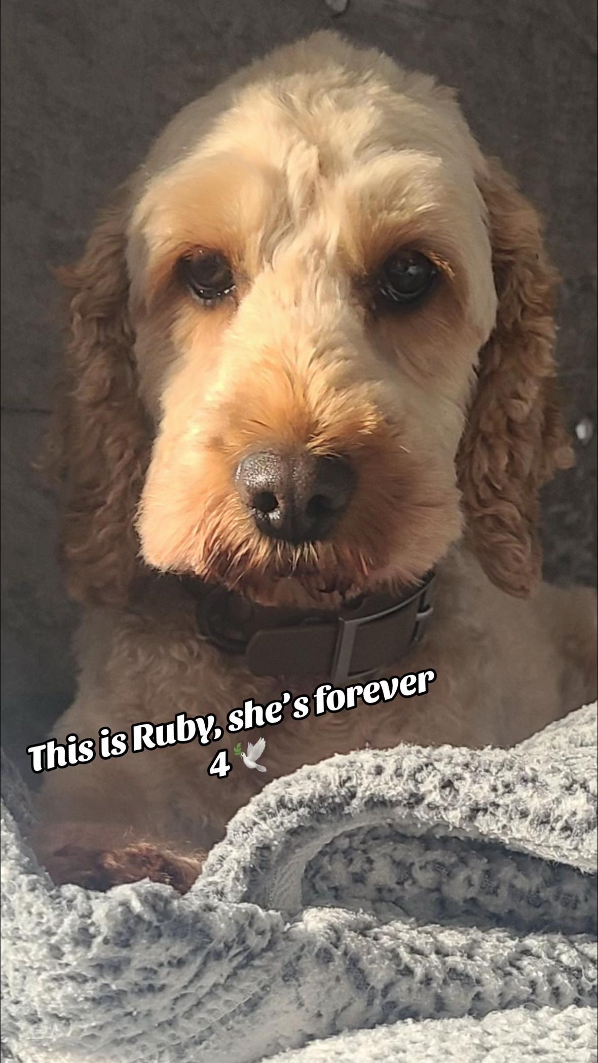 @Remembering RubyRoo ๐ค๐๏ธ