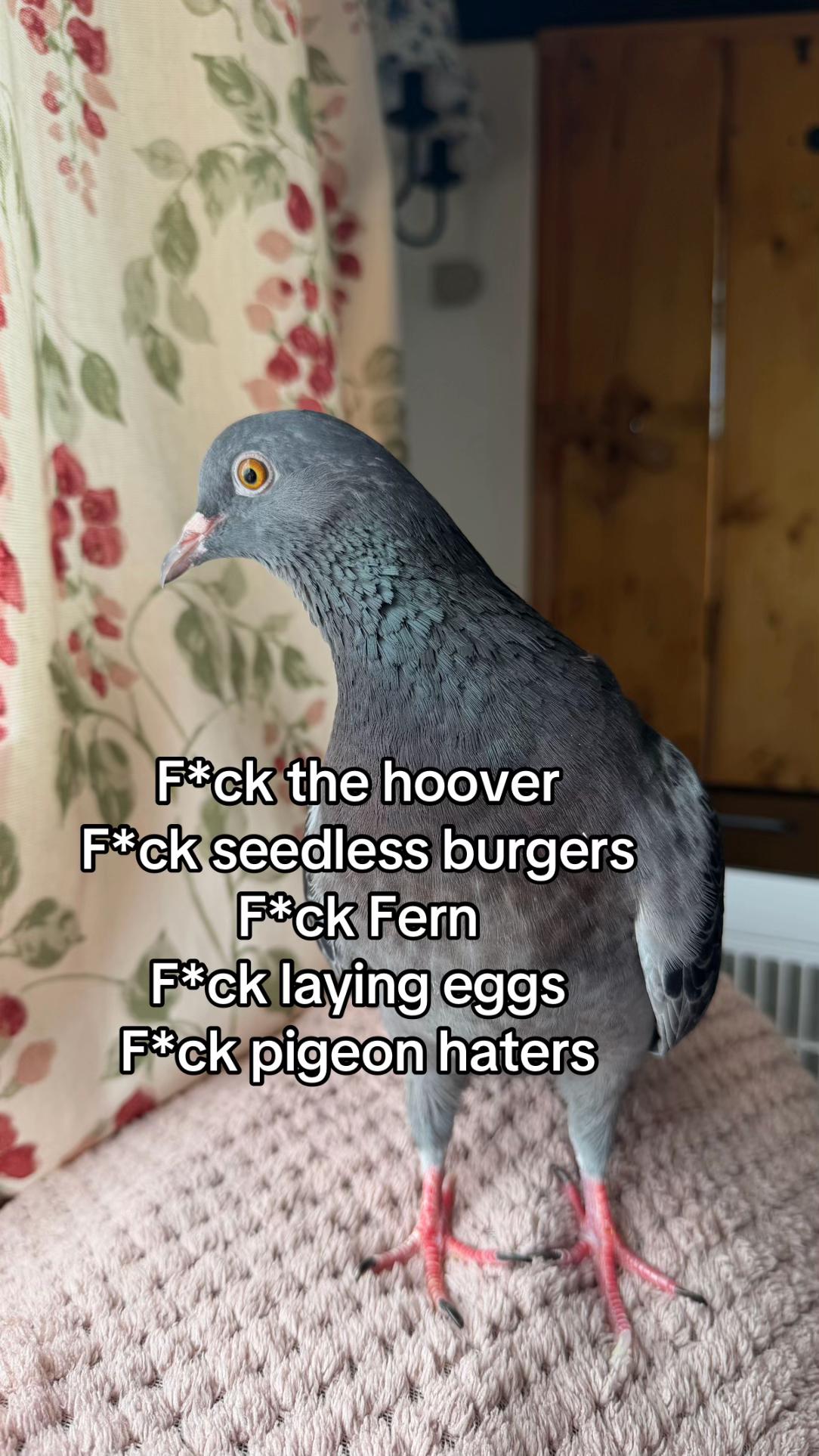 @Nekobutts 🐦