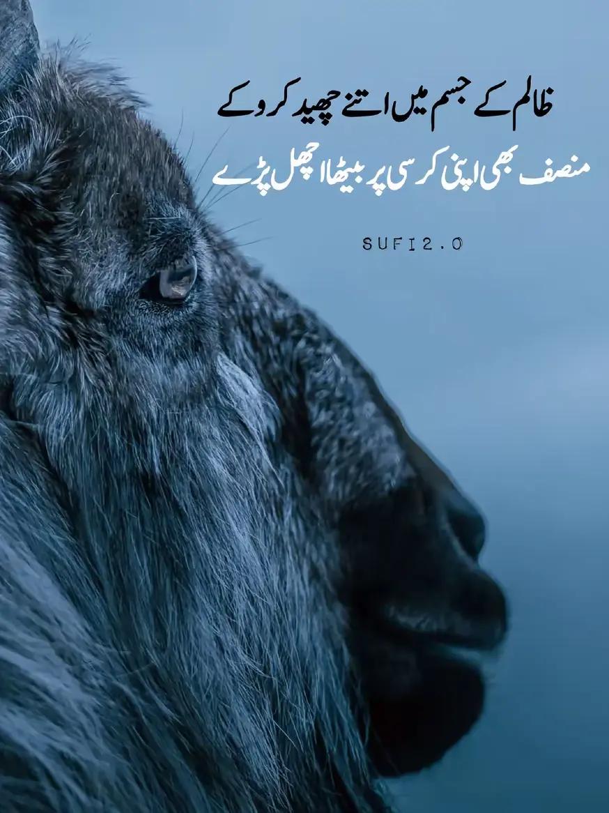 @Talhat Hussain