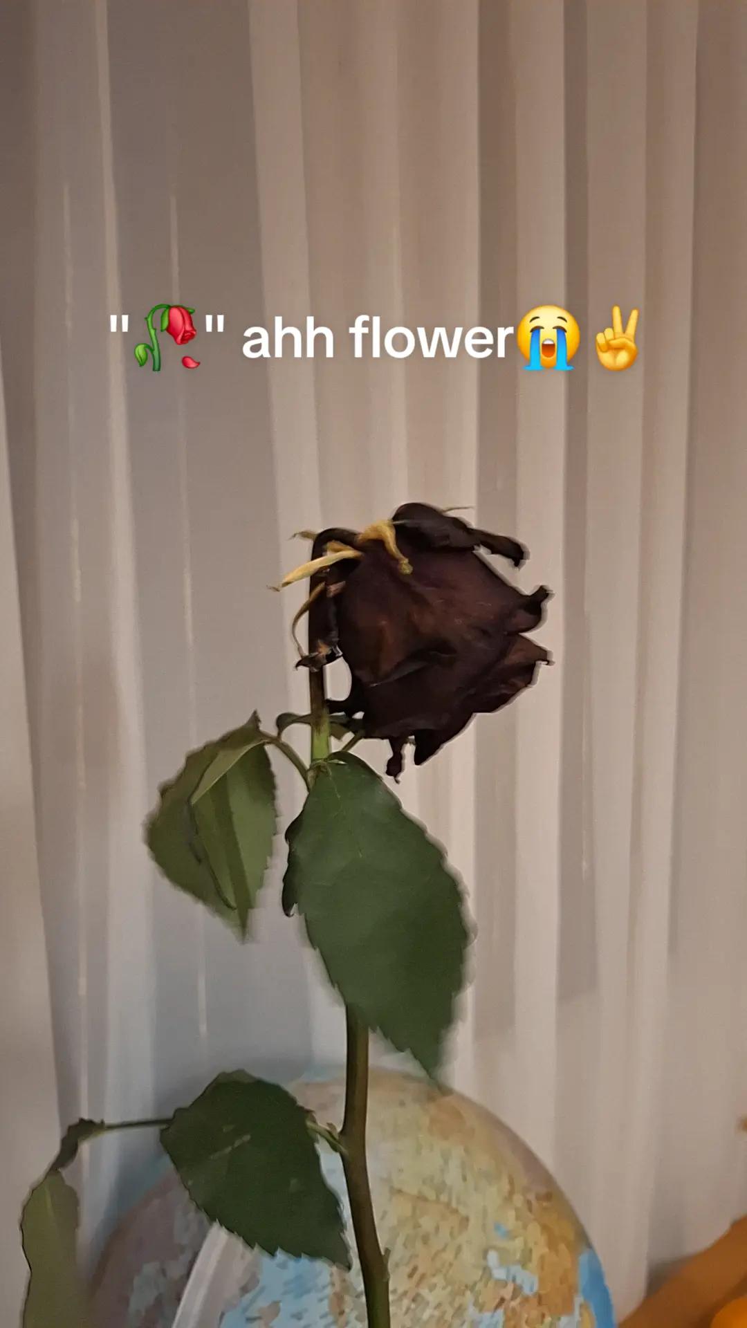 @Seasoned_Fries