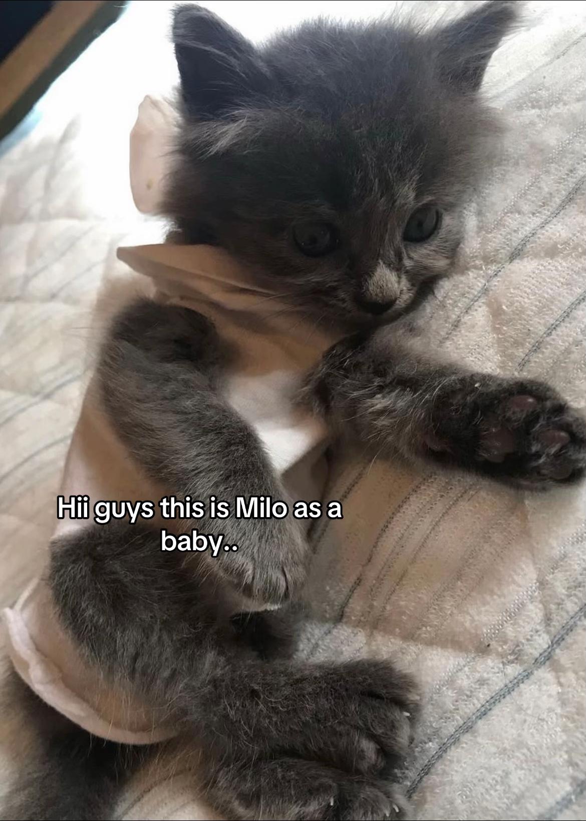 @Milo the Cat 🐾
