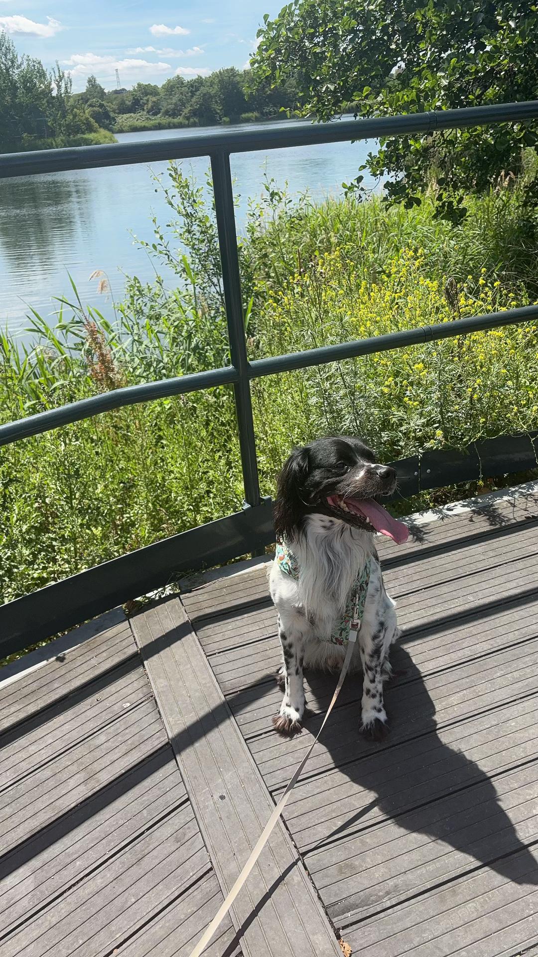 @tswoofwoof.co.uk