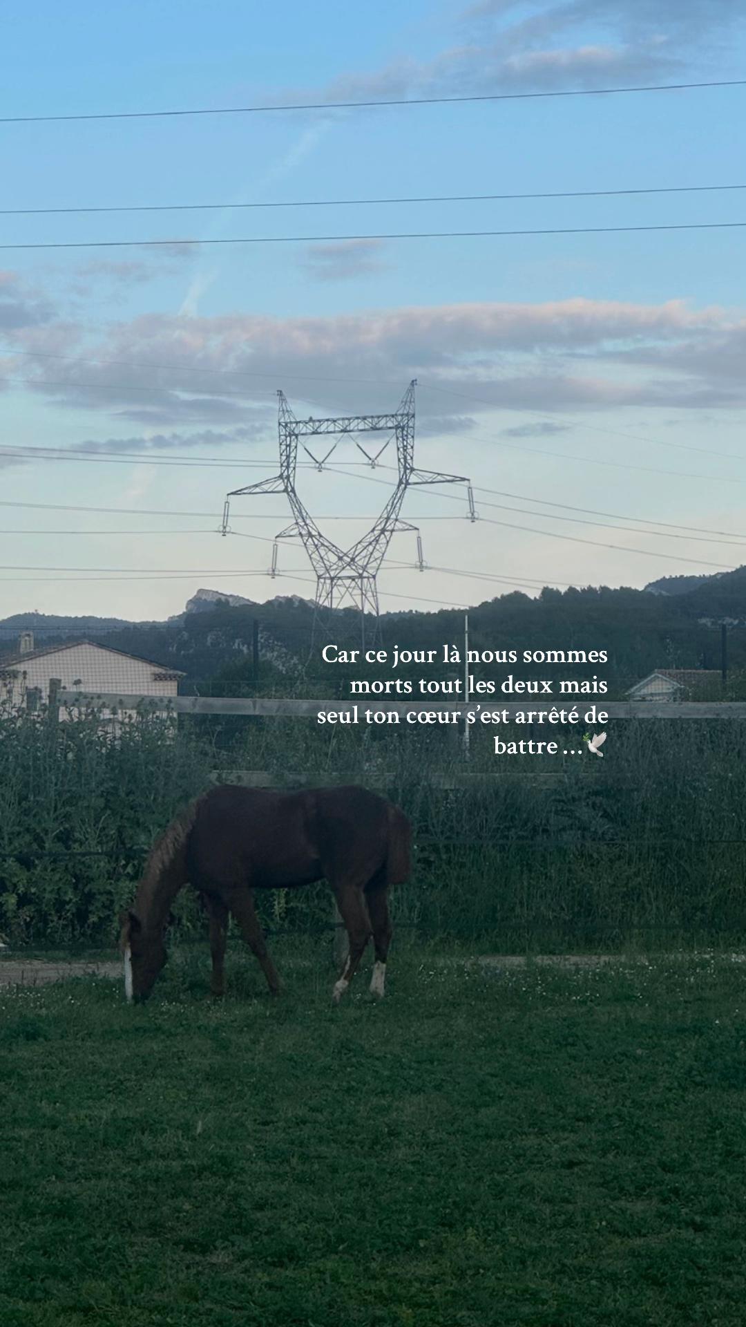 @Hannah&ensp;ost&eacute;opathie&ensp;animale&ensp;🐎