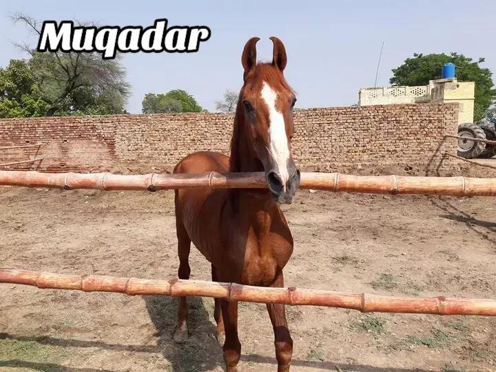 @مہر عامر سہیل لک🐎🏆🥂