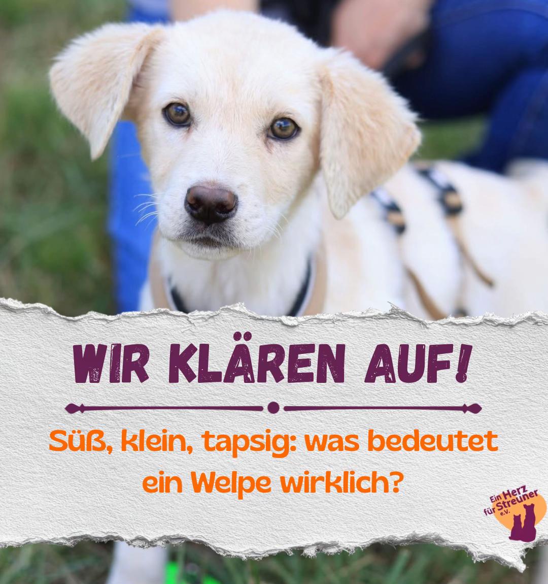 @Ein Herz für Streuner e.V.