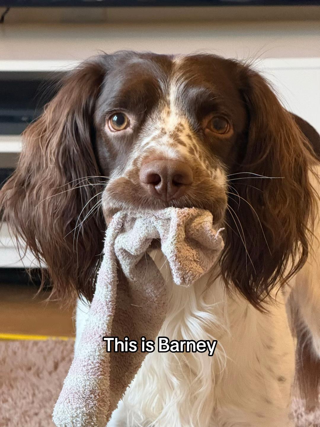 @Barney