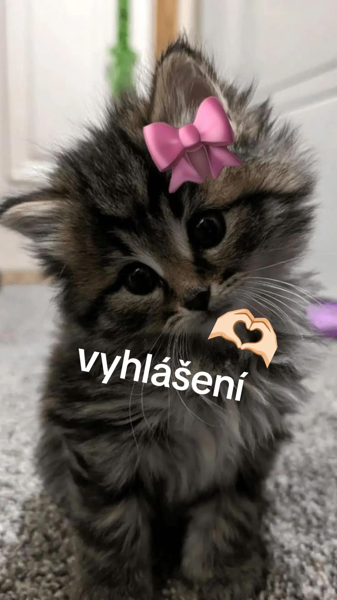 @𓇼🧉❀🐚𓆉︎࿔*:・゚☾