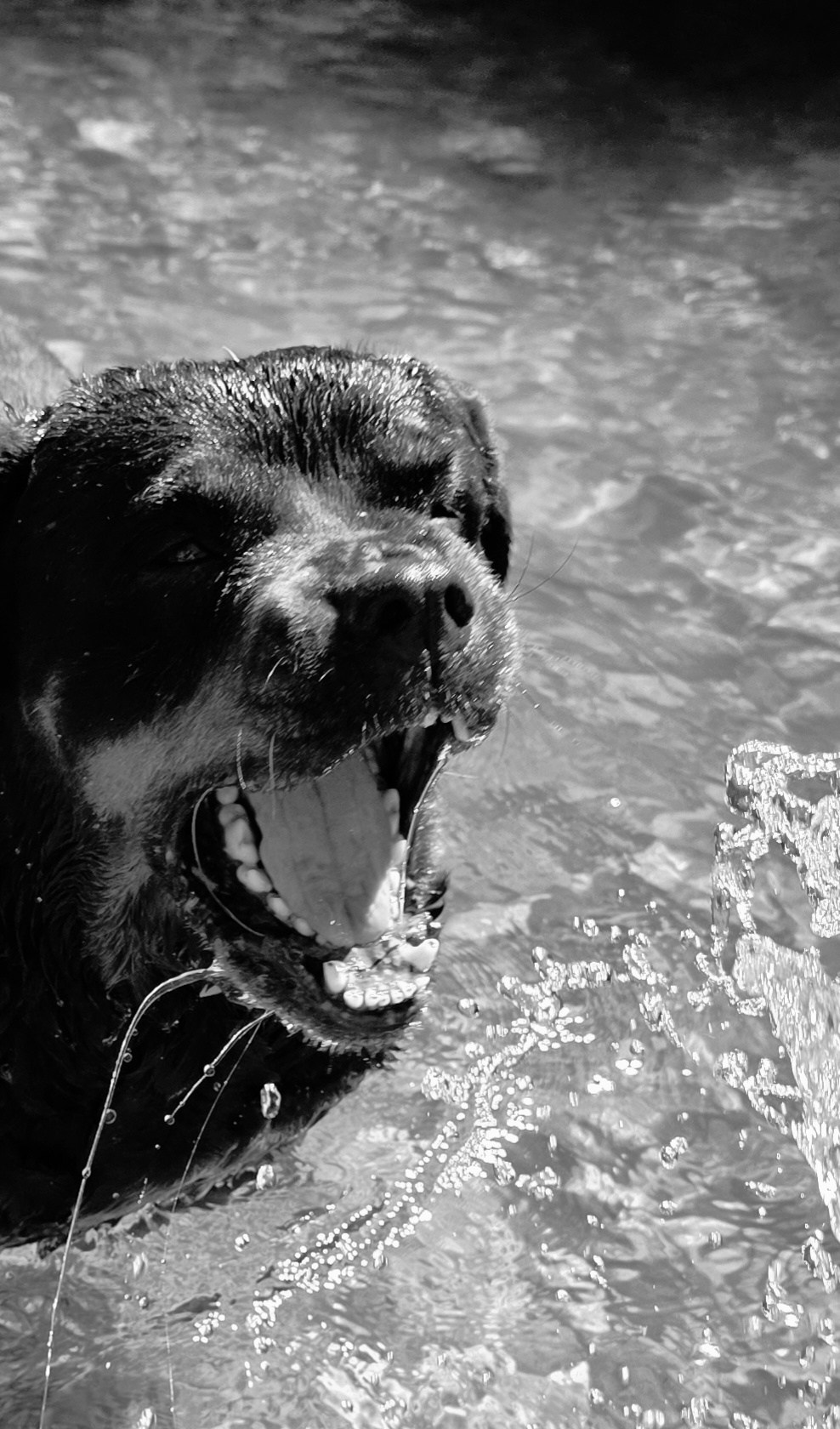 @❤️KyRa❤️RoTTie