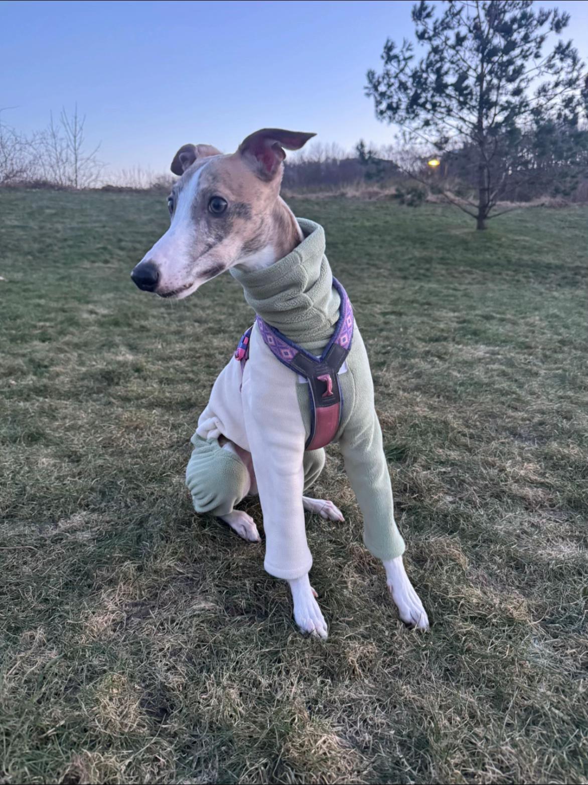 @bianka.the.whippet